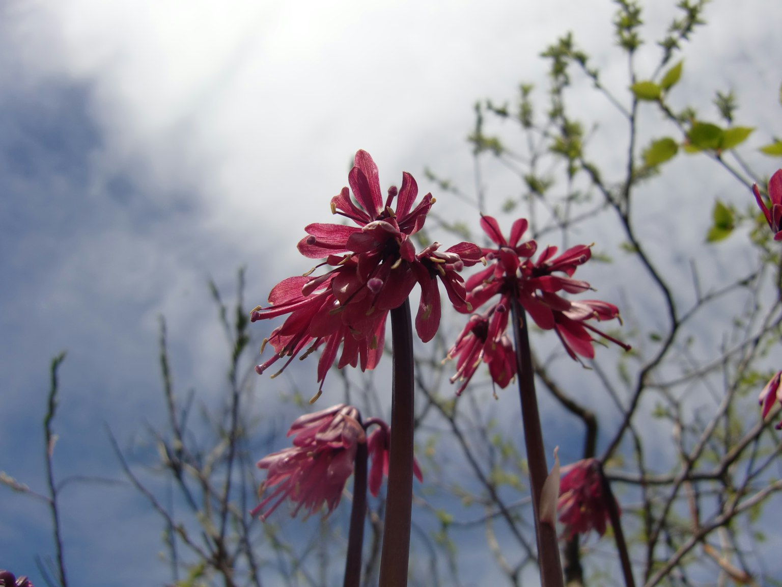 Pink flowers with green leaves against a cloudy sky