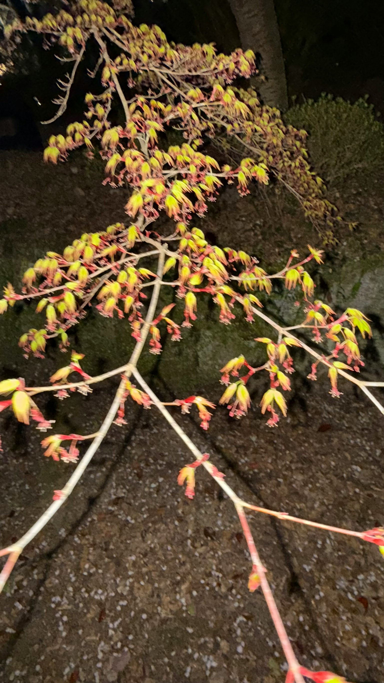夜間新芽的特寫,黃色和粉色的葉子