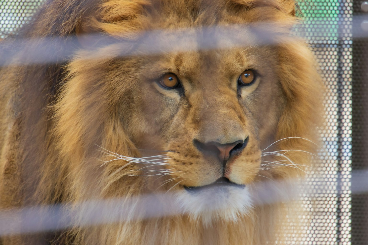 Foto in primo piano di un leone con pelo dorato e criniera distintiva