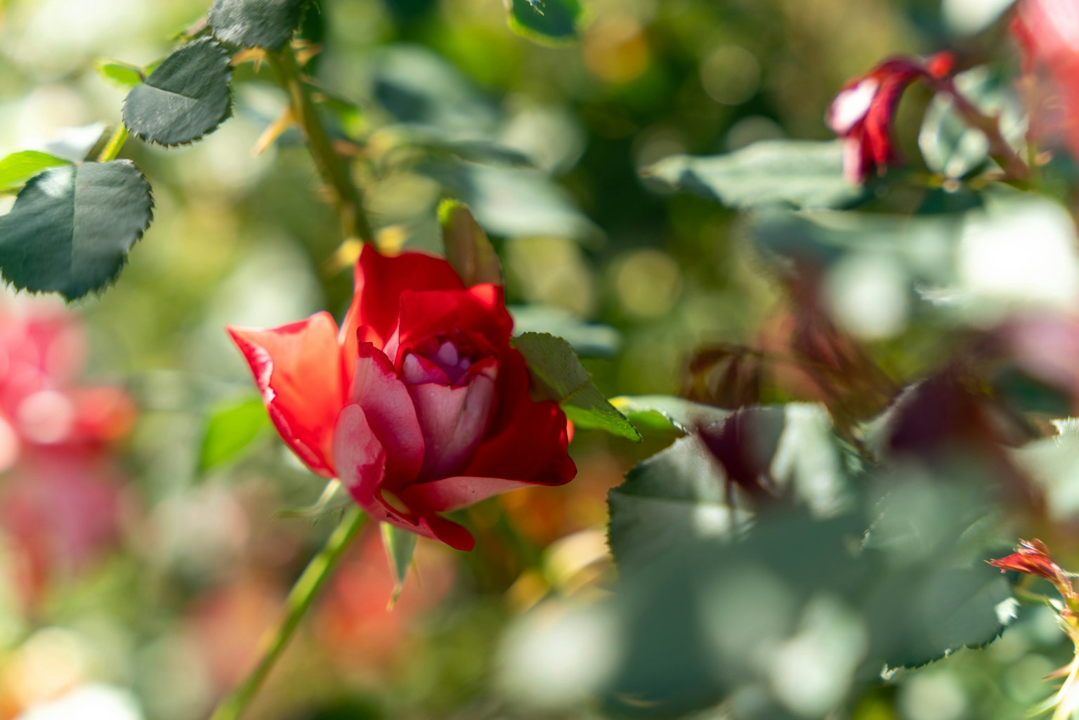 Beautiful garden scene featuring a red rose and green leaves
