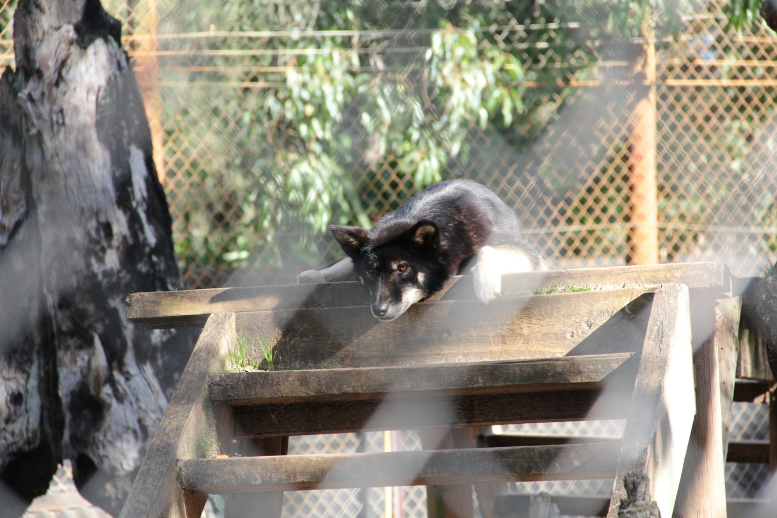 Un perro negro y blanco descansando sobre una plataforma de madera detrás de una cerca