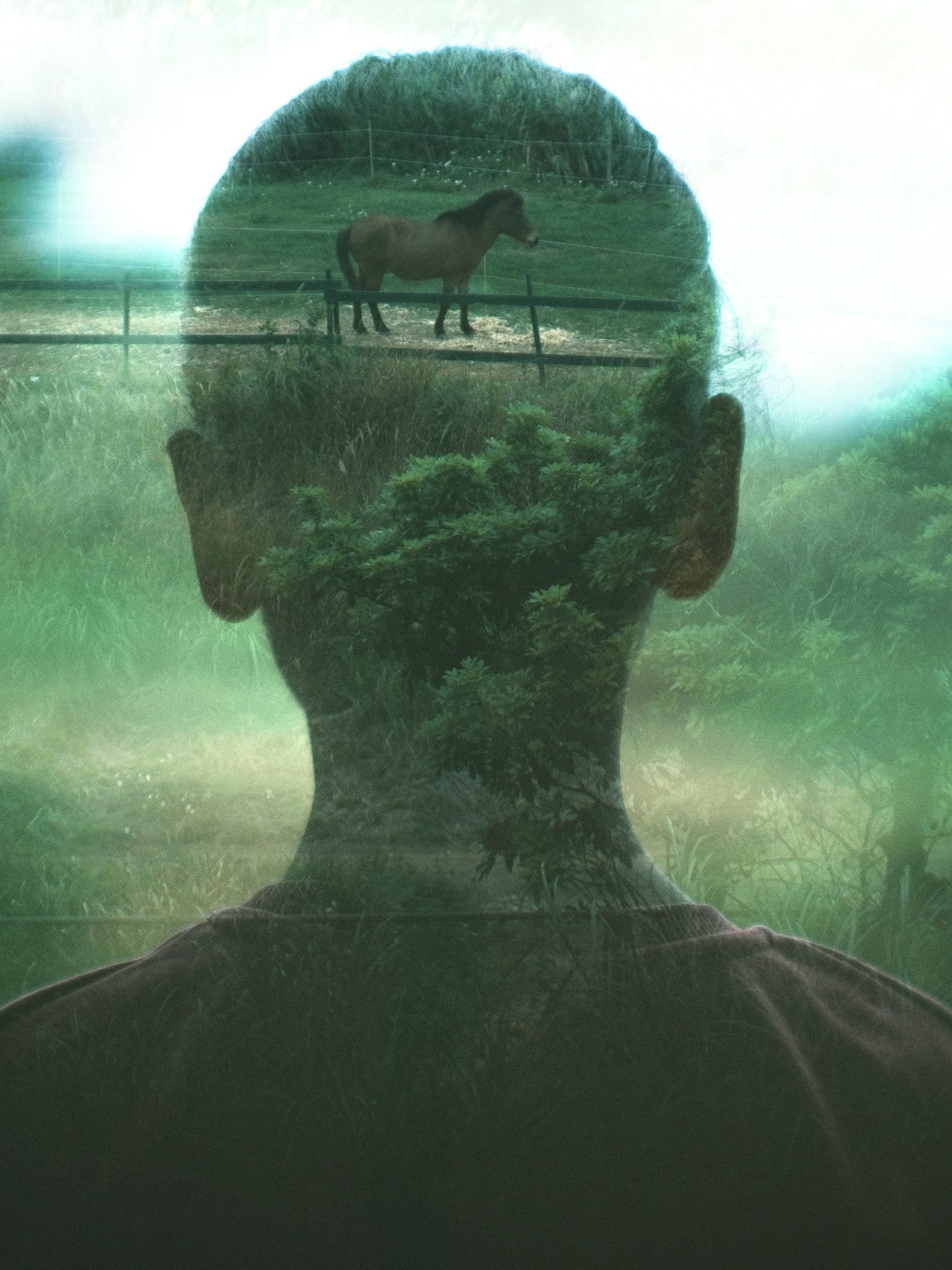 Silhouette di una persona con un paesaggio verde e un cavallo in sovrapposizione