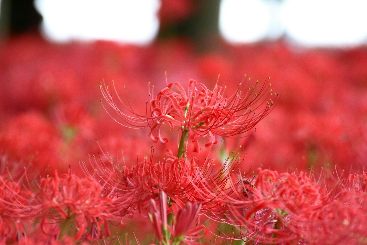 Cluster lebhafter roter Spinnenlilien in Blüte