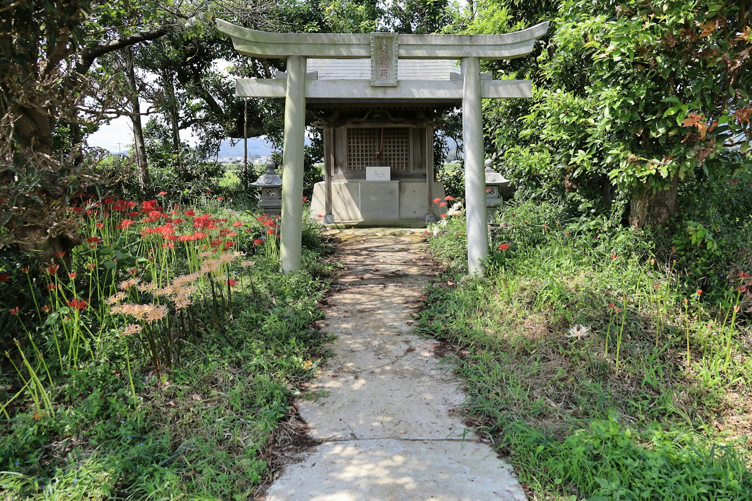Gerbang torii menuju kuil dengan vegetasi di sekitarnya