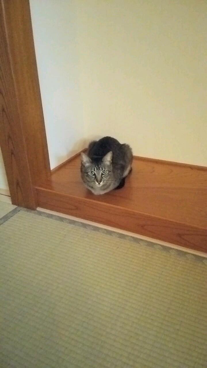 畳の和室で床の間の近くにいる猫
