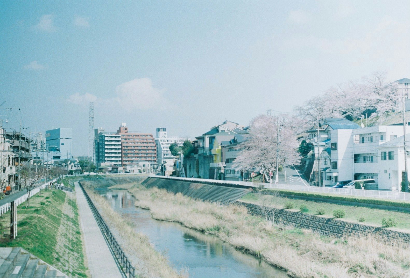 川沿いの遊歩道と桜並木のある都市の風景