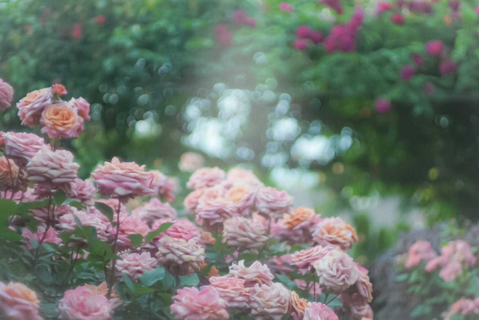 A garden scene filled with blooming pink roses and greenery