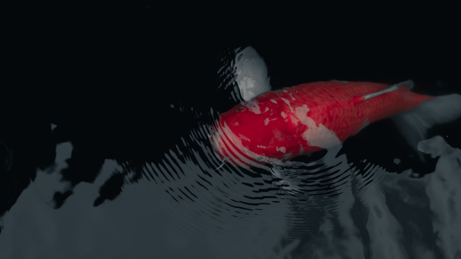 Ikan koi merah yang berenang di air gelap dengan riak di sekitarnya