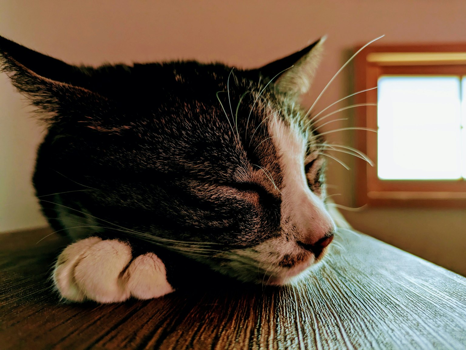 Ein schlafende Katze mit dem Kopf auf einem Holztisch