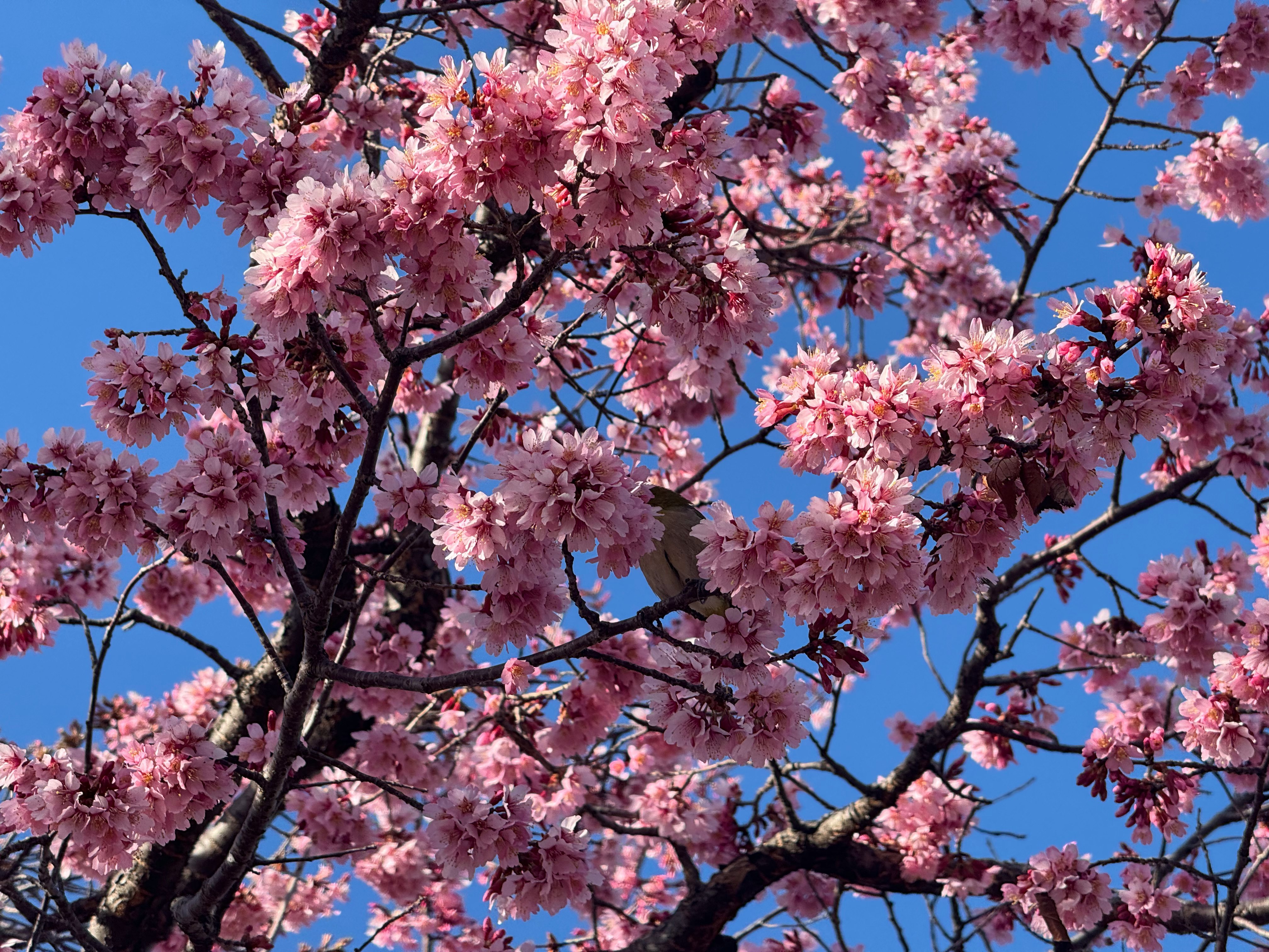 満開のピンクの桜の枝と青空