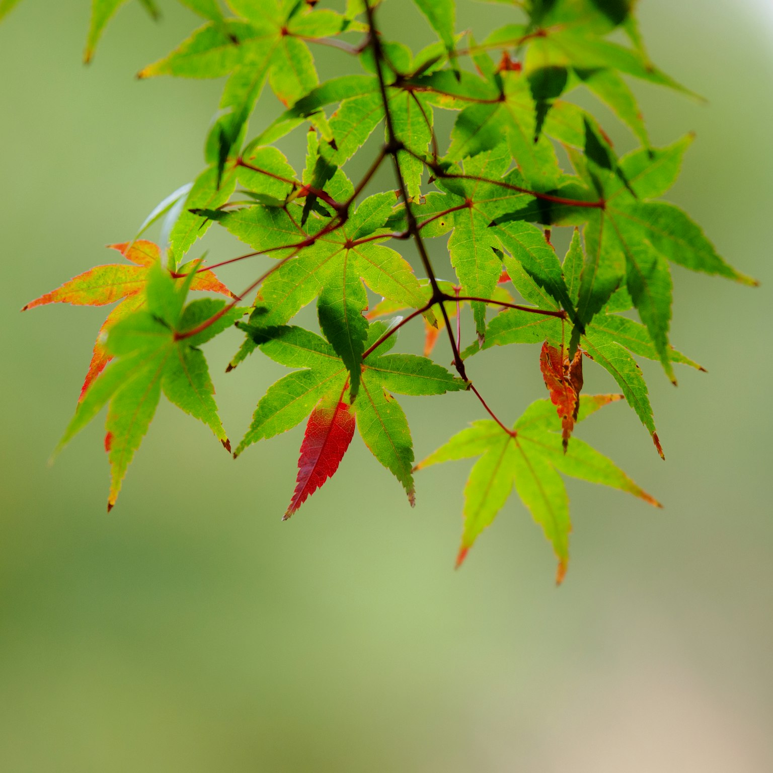 Close-up cabang dengan daun hijau dan merah