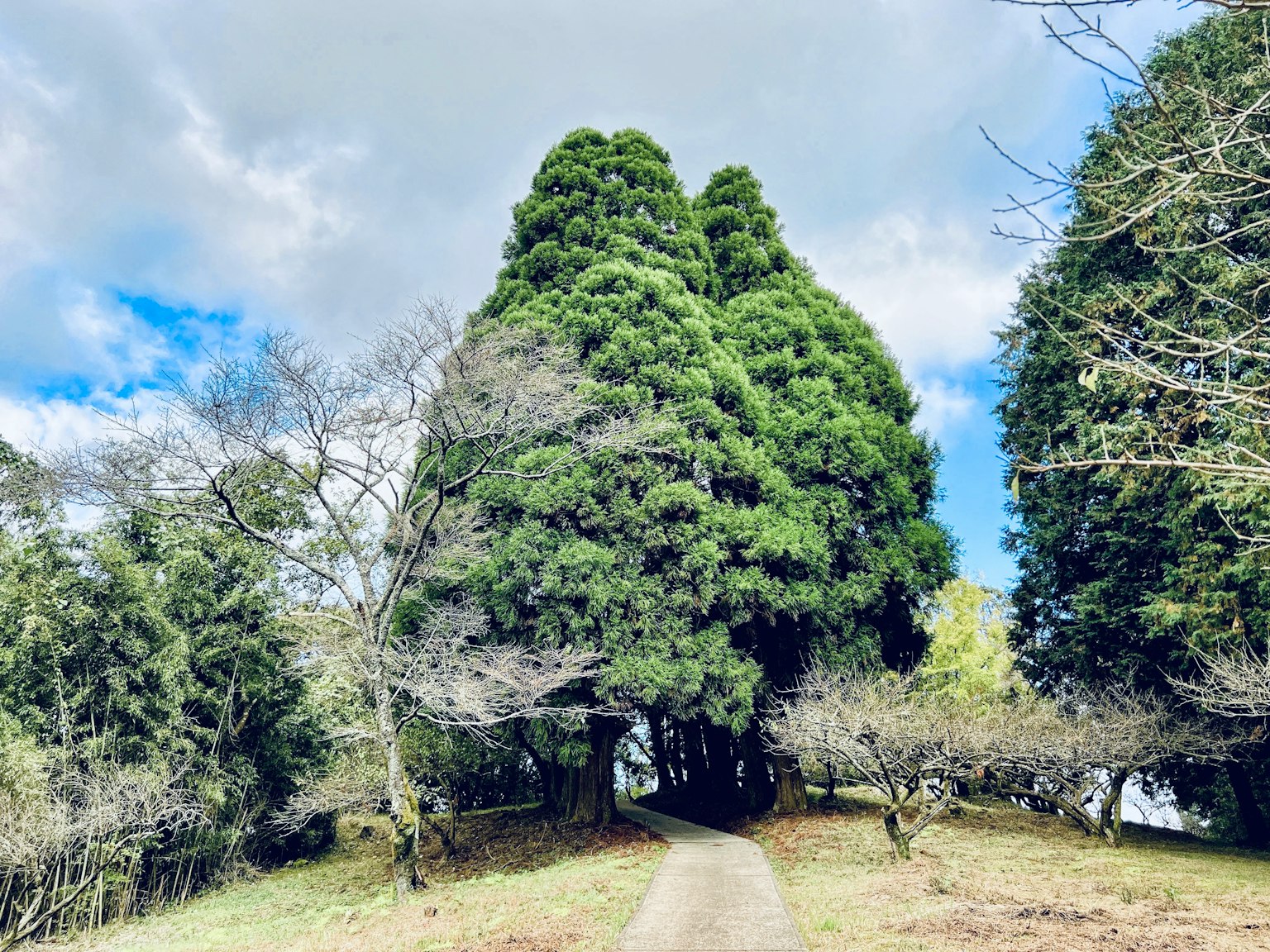 Sentiero circondato da alberi verdi rigogliosi e cielo blu