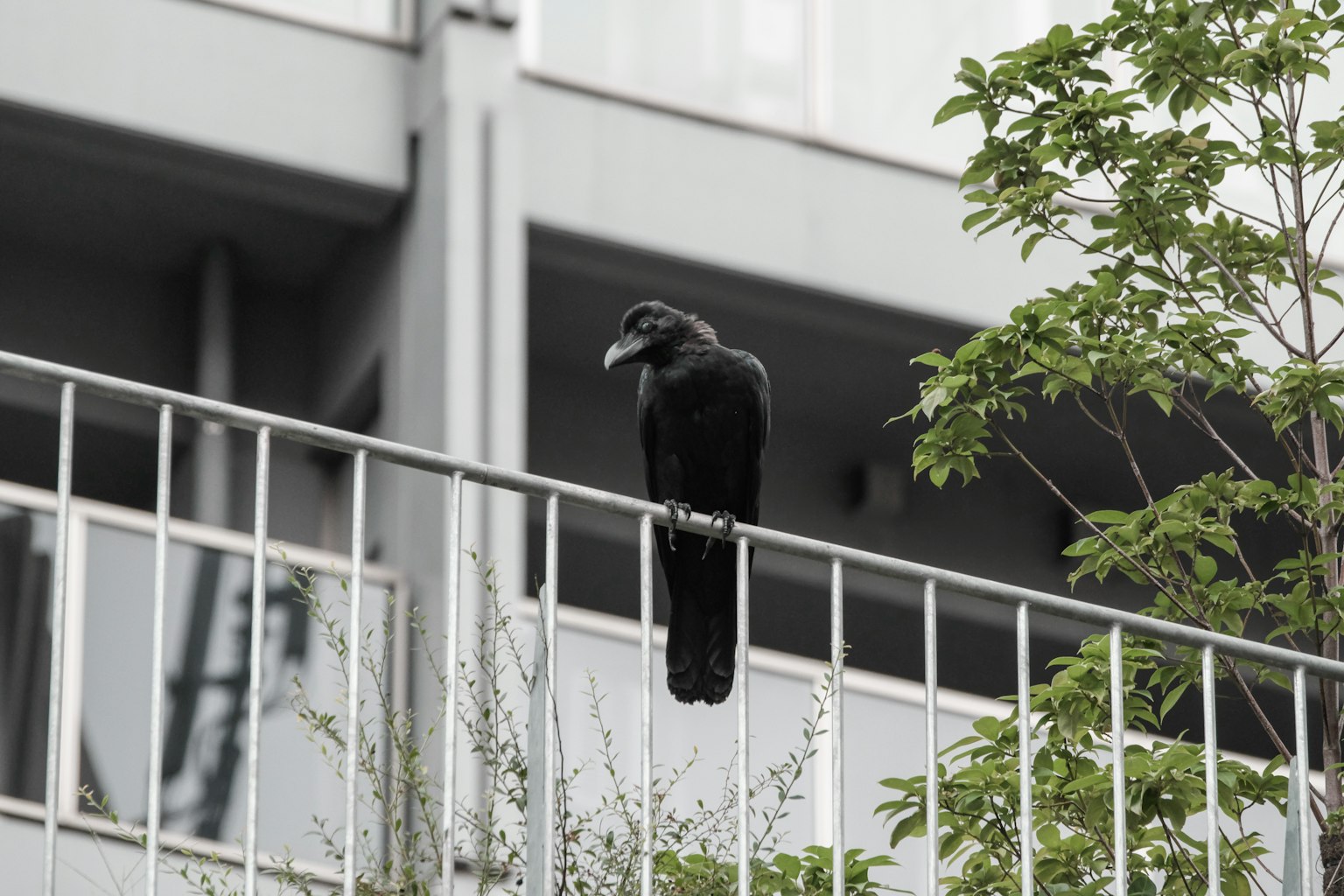 A black crow perched on a railing with greenery in the background
