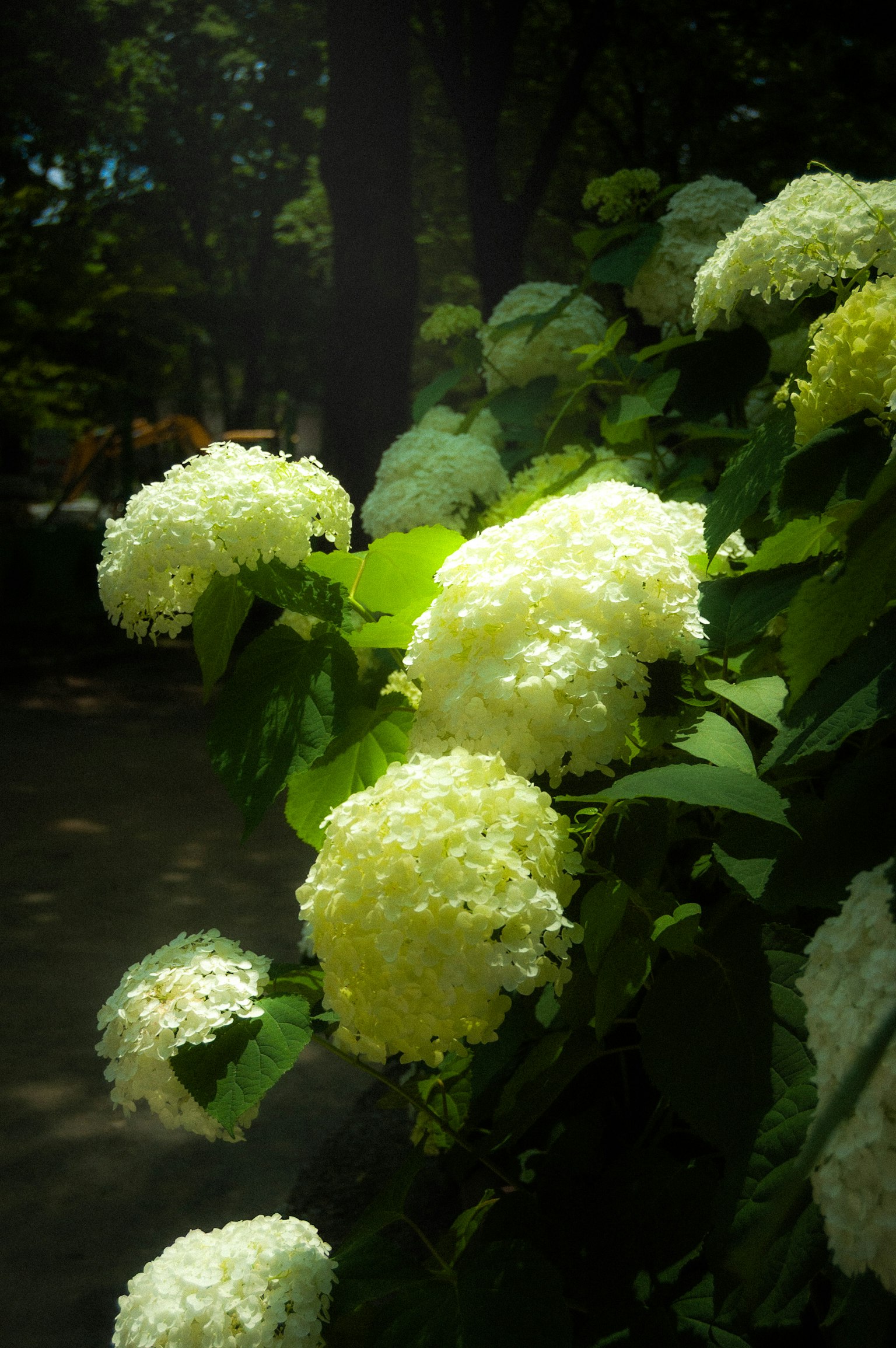 Primo piano di fiori bianchi di ortensia circondati da foglie verdi