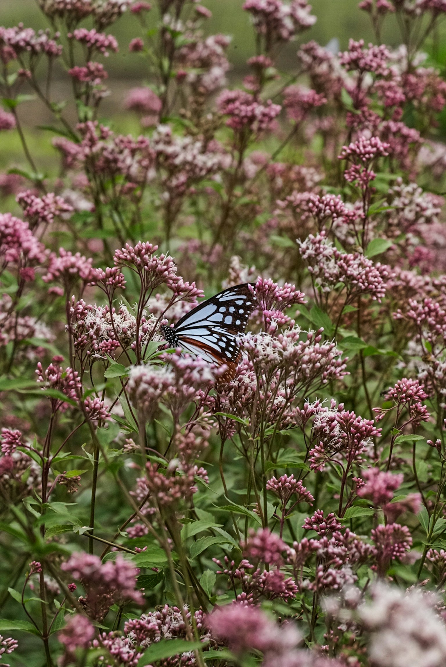 Una farfalla blu tra fiori rosa in un giardino