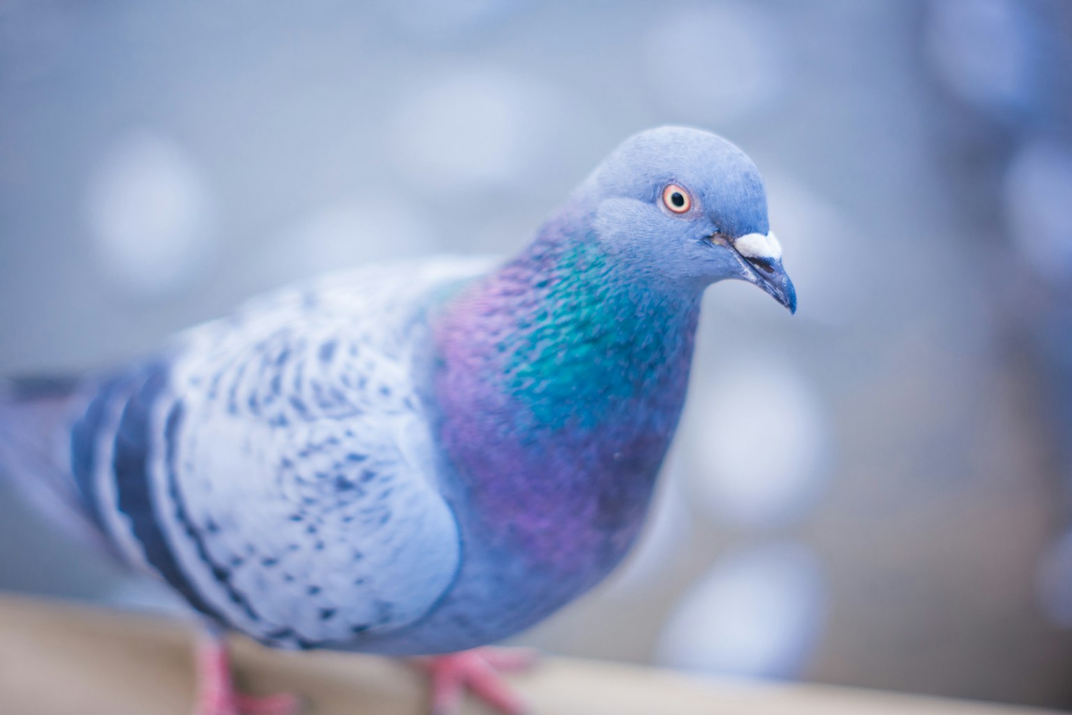 Foto close-up burung merpati biru dengan latar belakang biru kabur