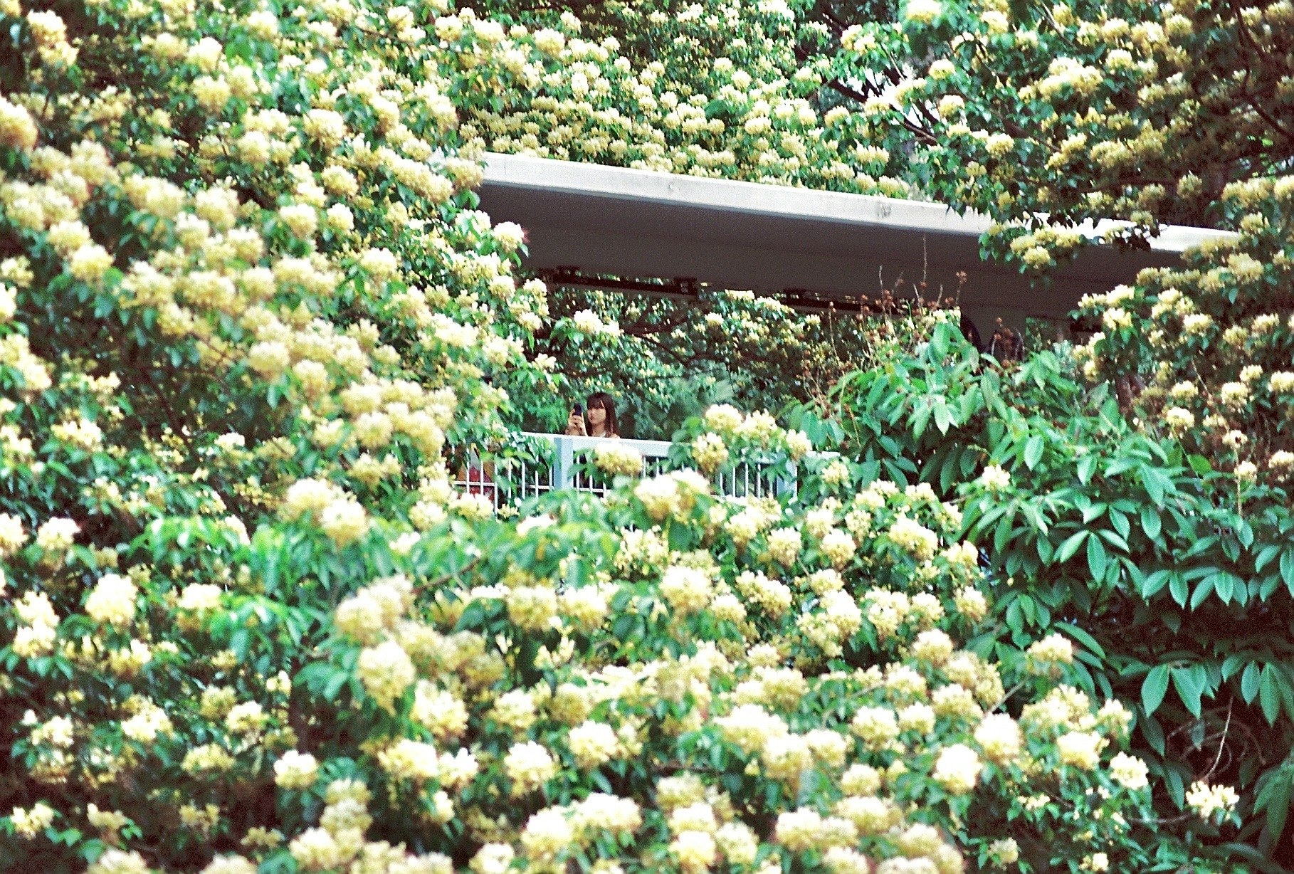 花壇の花と緑に囲まれた温室の通路