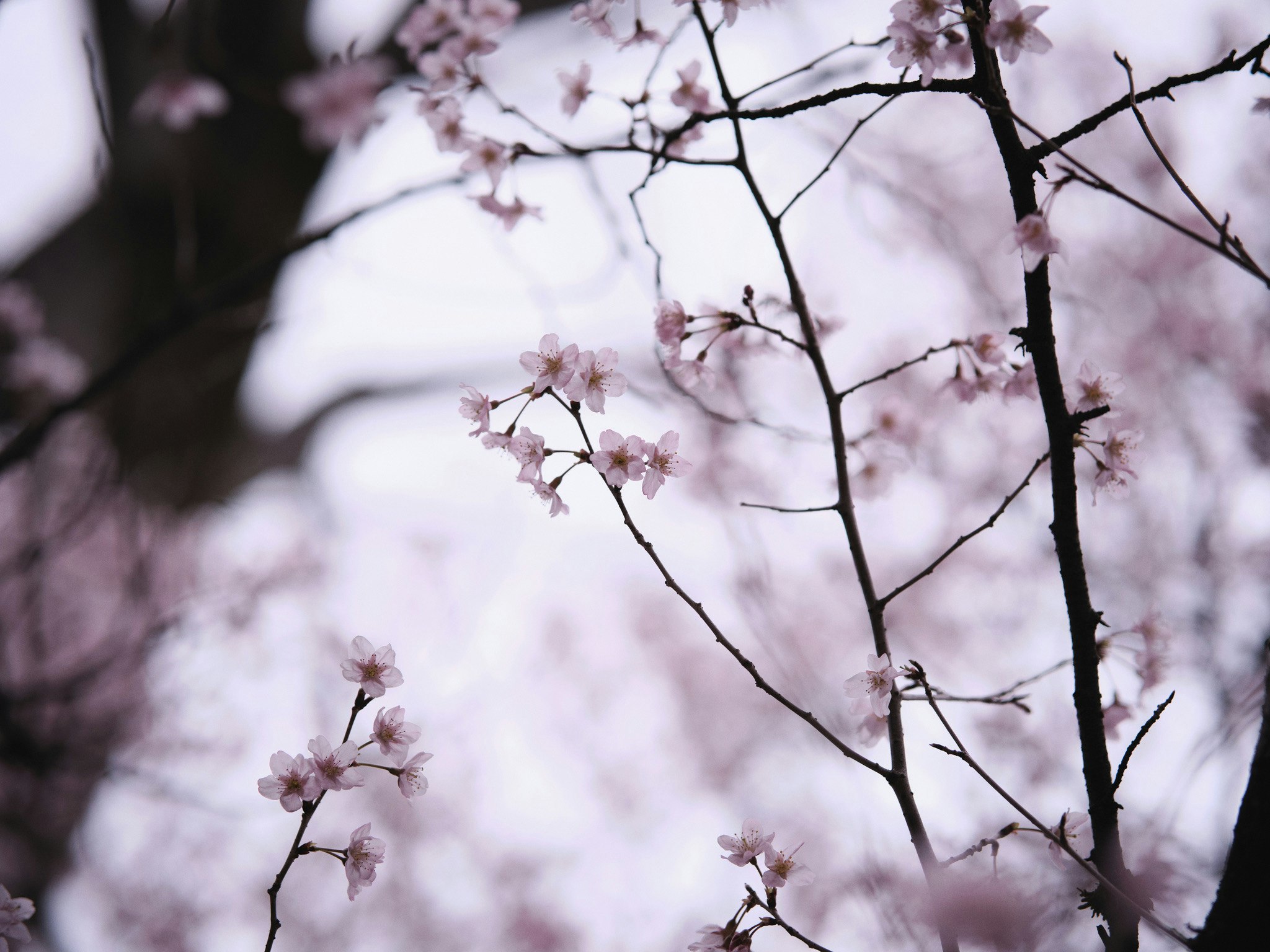 Flores de cerezo en ramas con cielo nublado