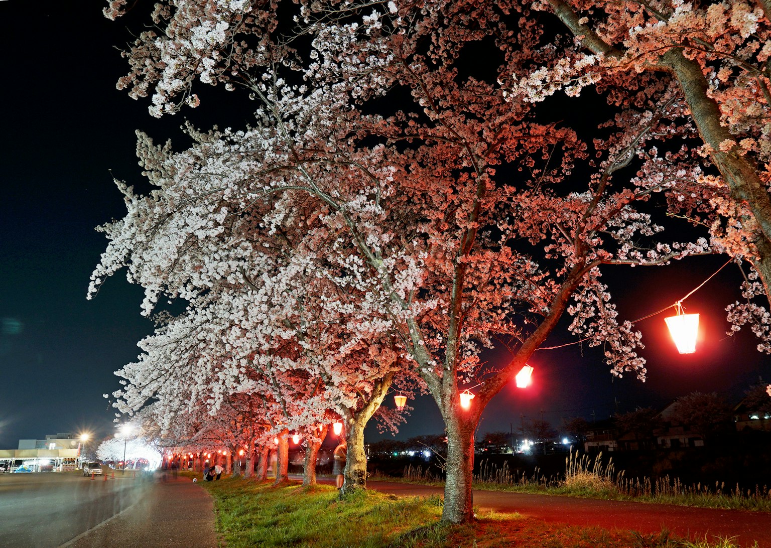 Árboles de cerezo iluminados por la noche con faroles rojos