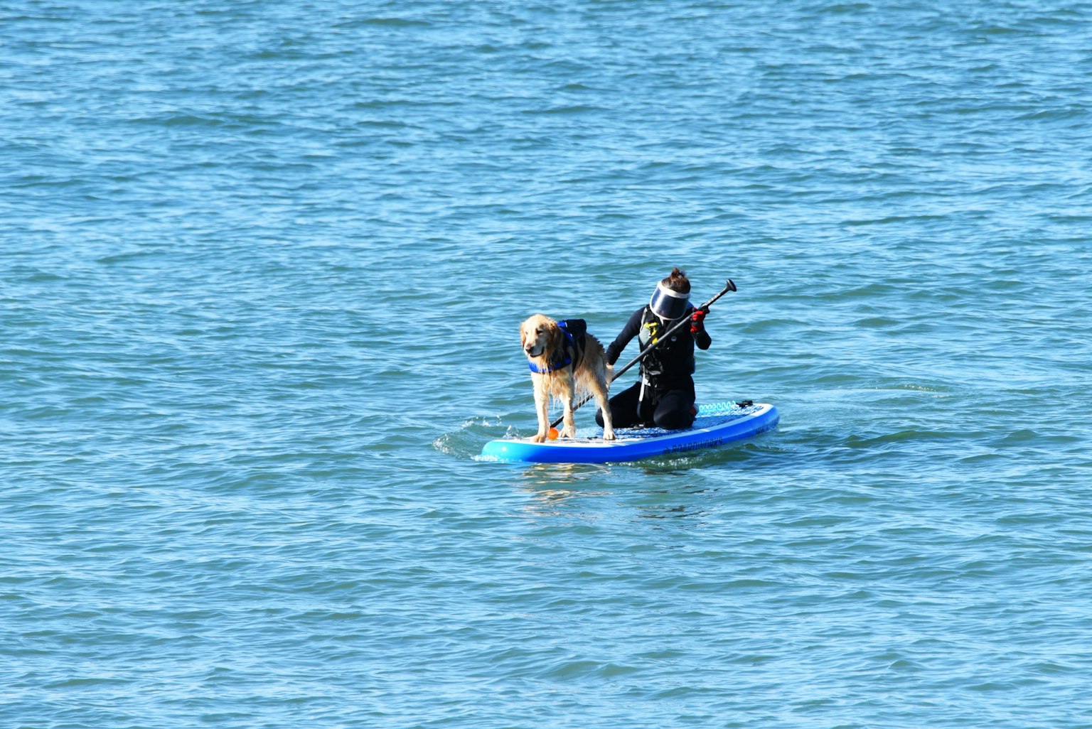 Person auf einem Paddleboard mit einem Hund auf einem blauen Brett