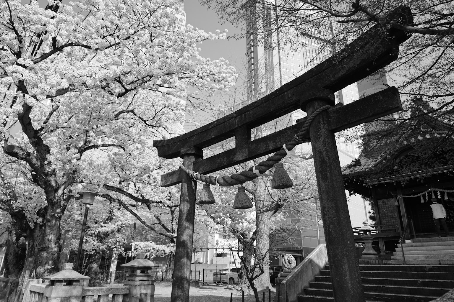 Landscape with a torii gate and cherry blossom trees