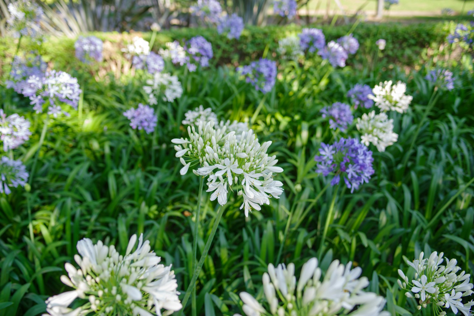 Un jardín vibrante con grupos de flores blancas y moradas