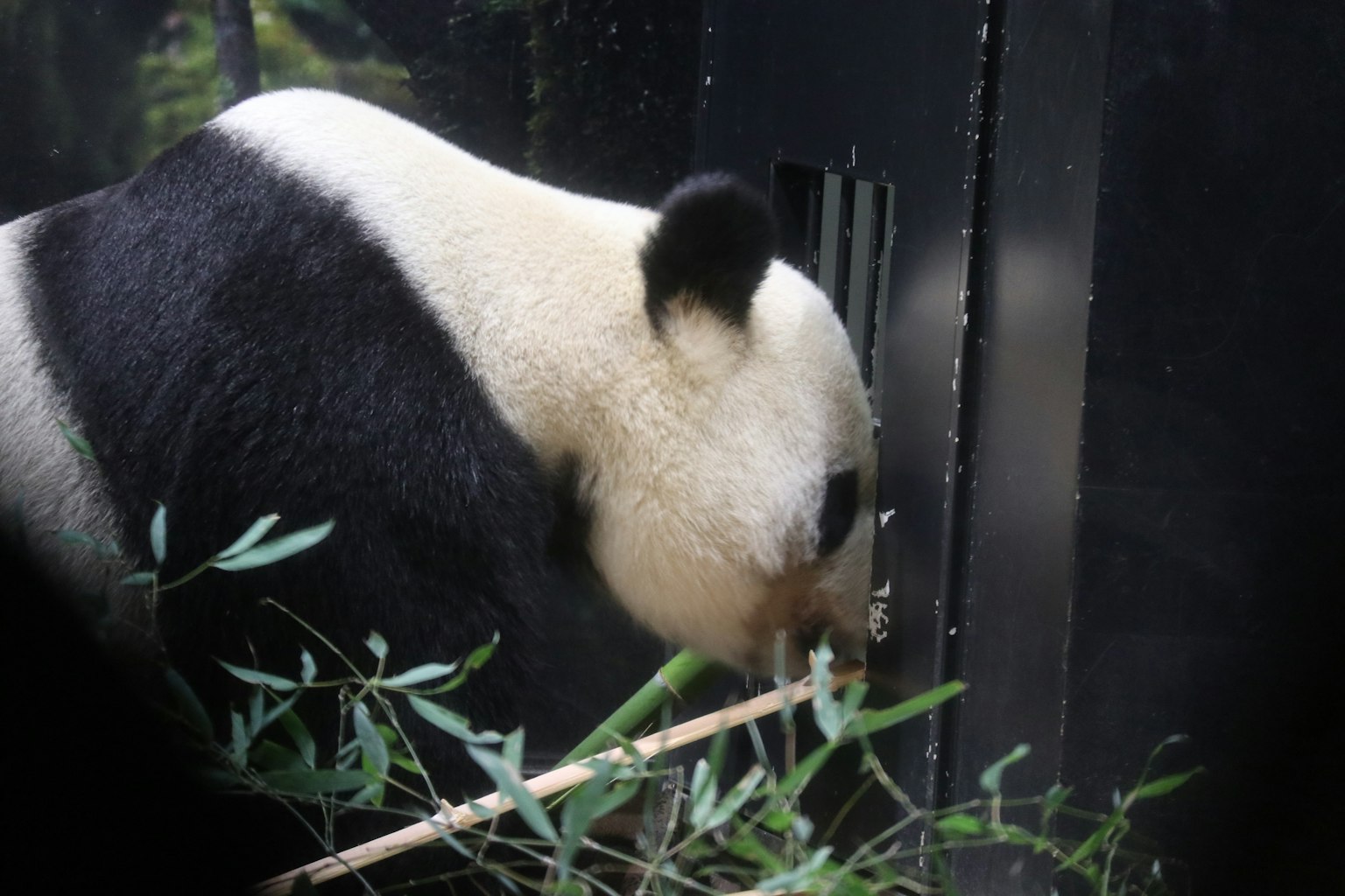 Seekor panda sedang makan bambu di lingkungan alami