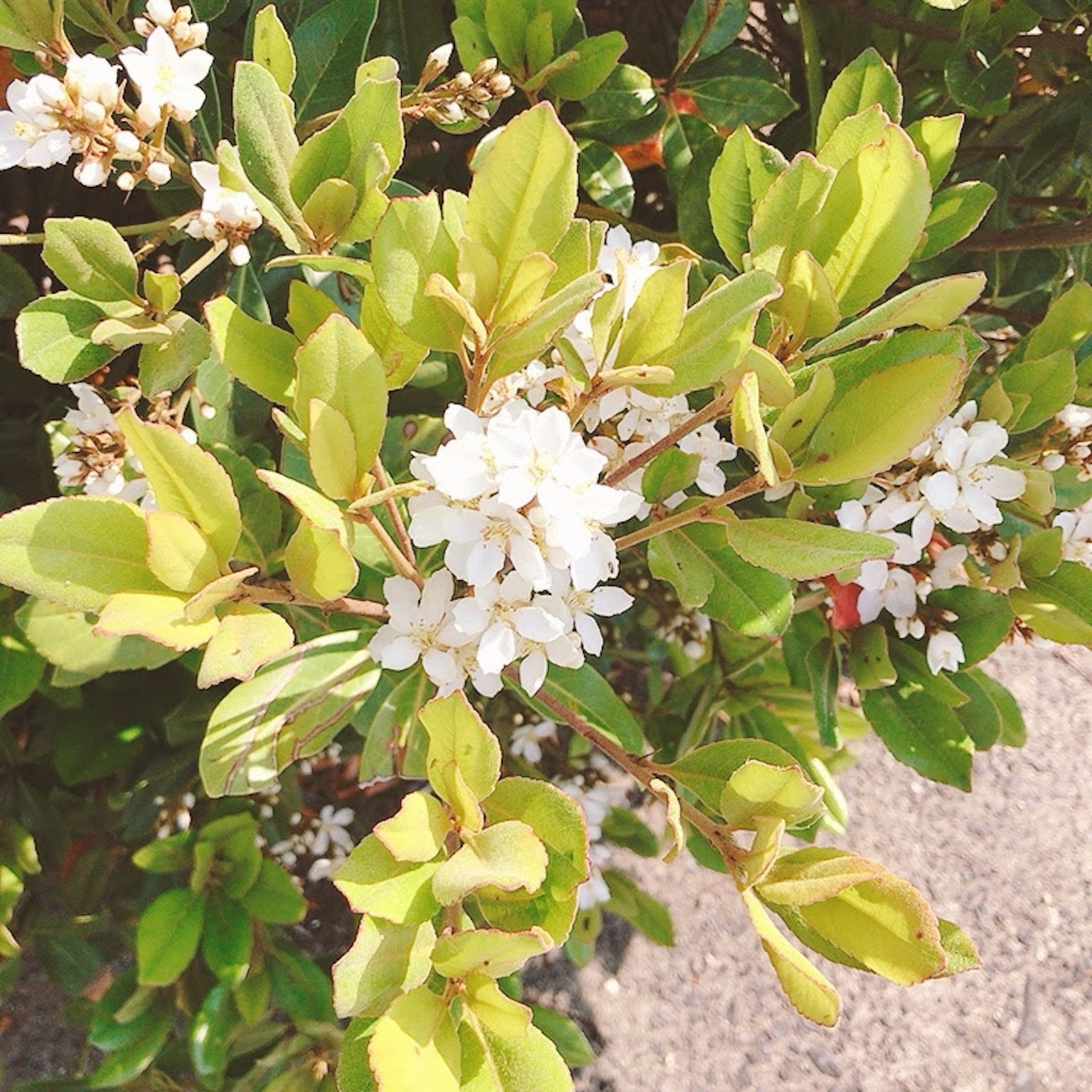 特写的植物，具有白色花朵和绿色叶子