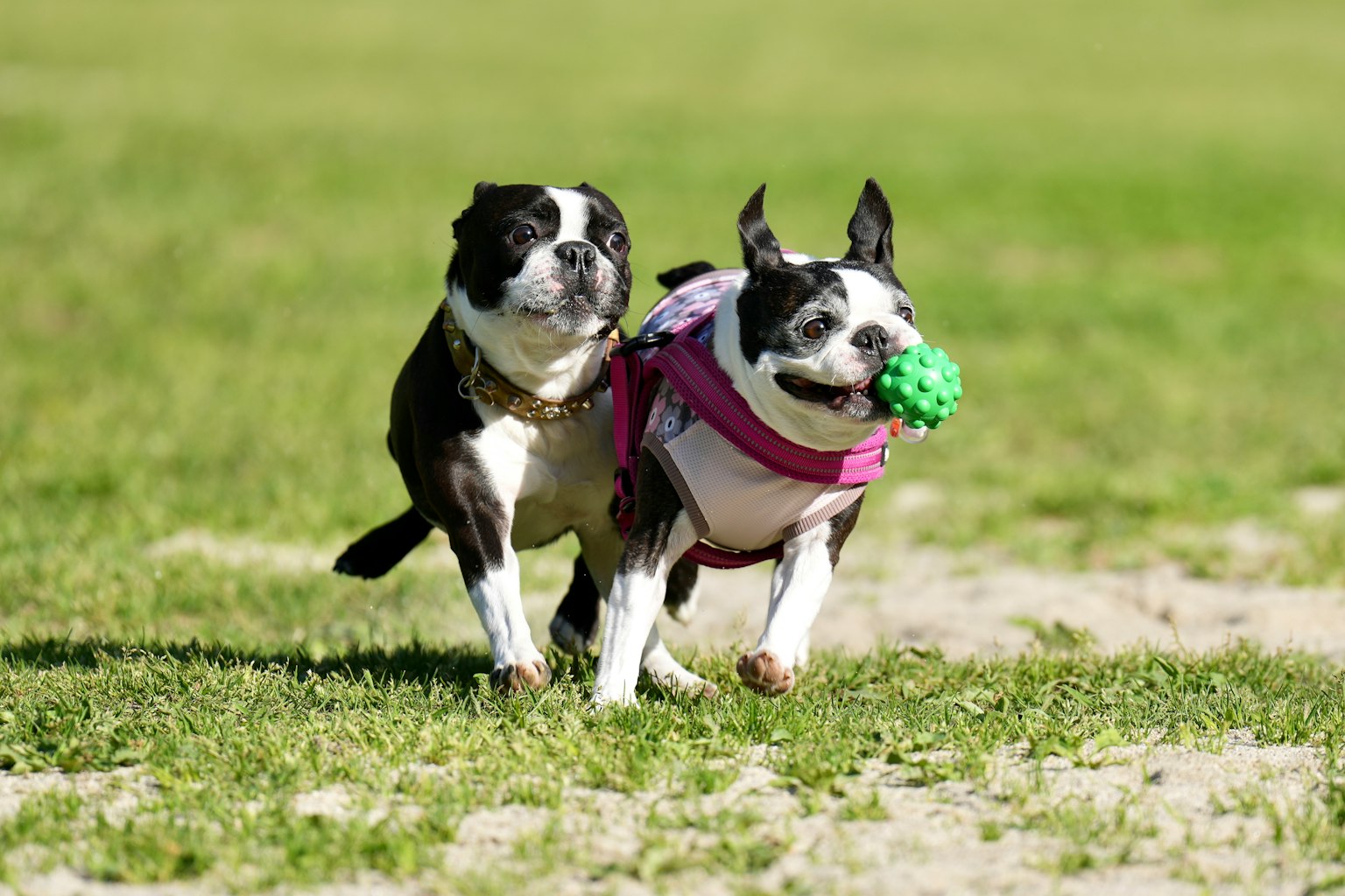 Dua Boston Terrier bermain di taman dengan bola hijau