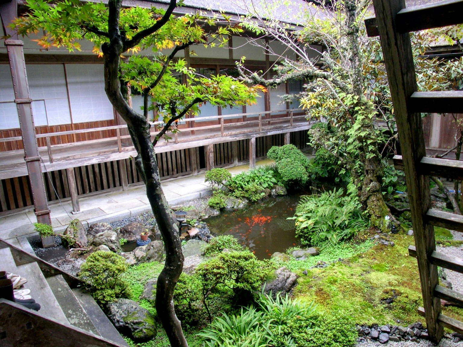 传统日本庭园的景观 池塘中有锦鲤 郁郁葱葱的植物和树木