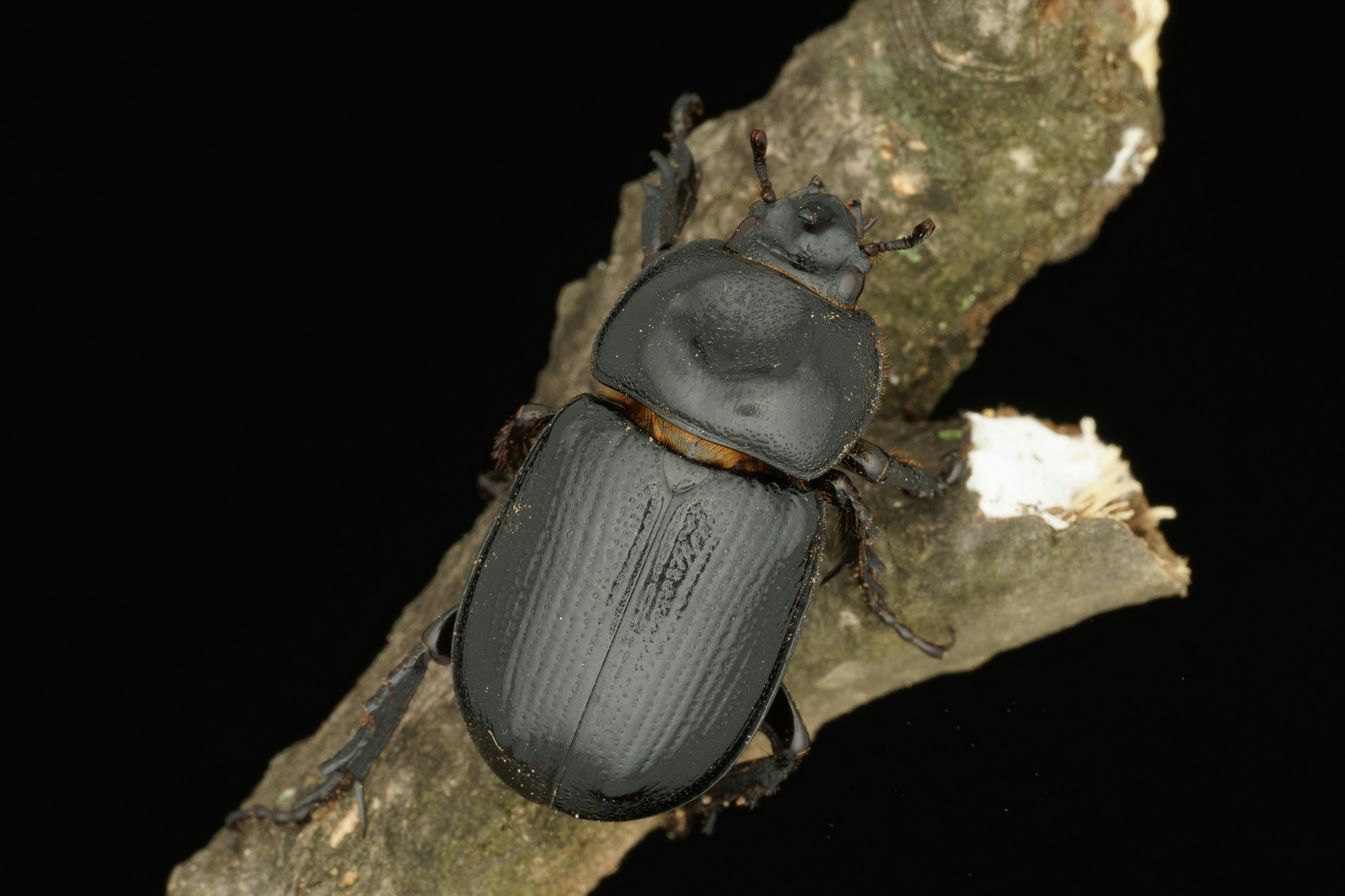 コカブトの甲虫が朽木の上にいるクローズアップ