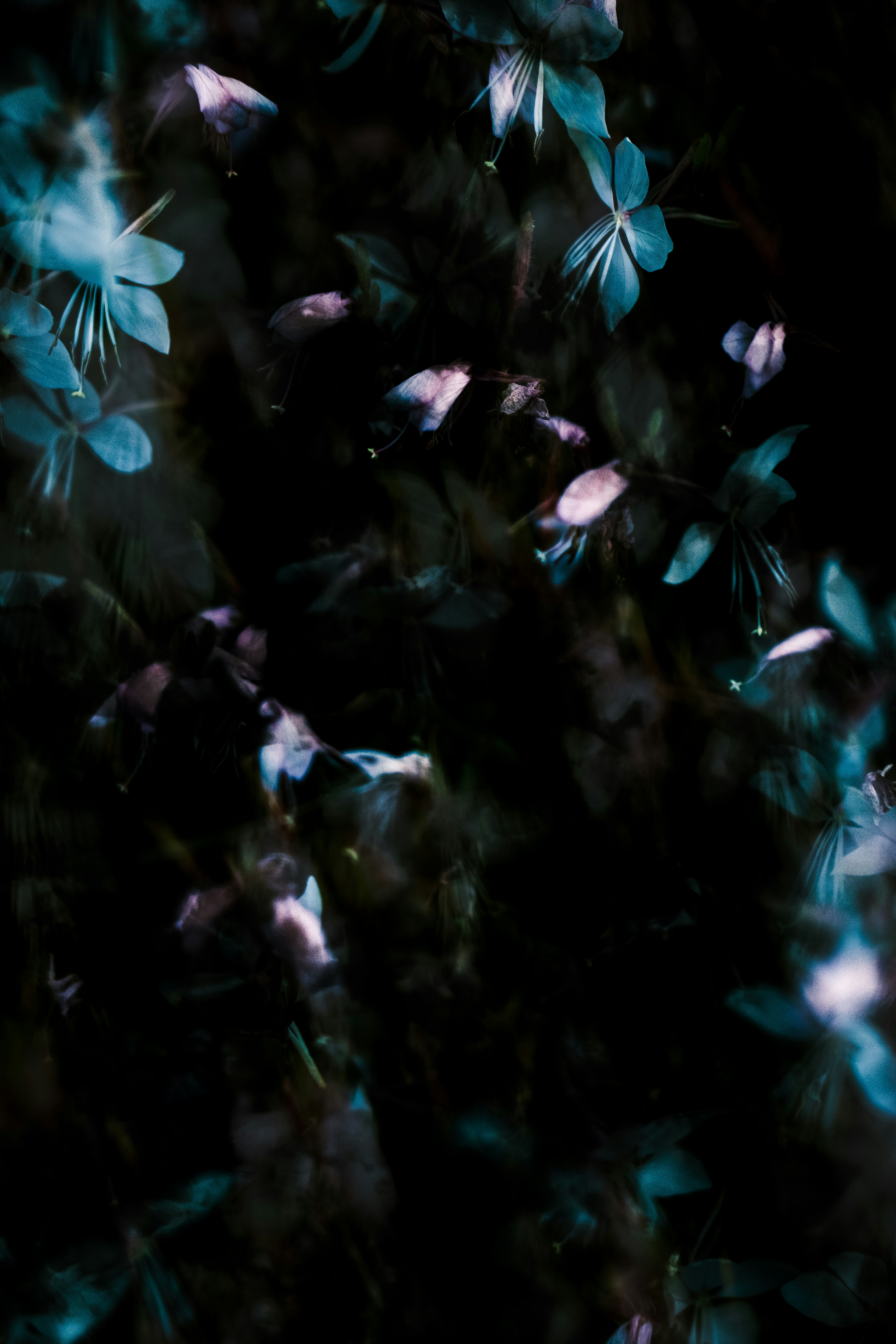 青い花びらが舞う暗い背景の幻想的な花のクローズアップ