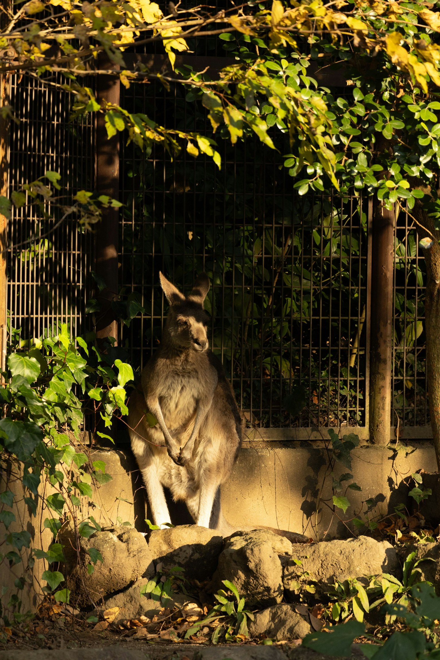 Un canguro in piedi al sole circondato da foglie verdi in un ambiente naturale