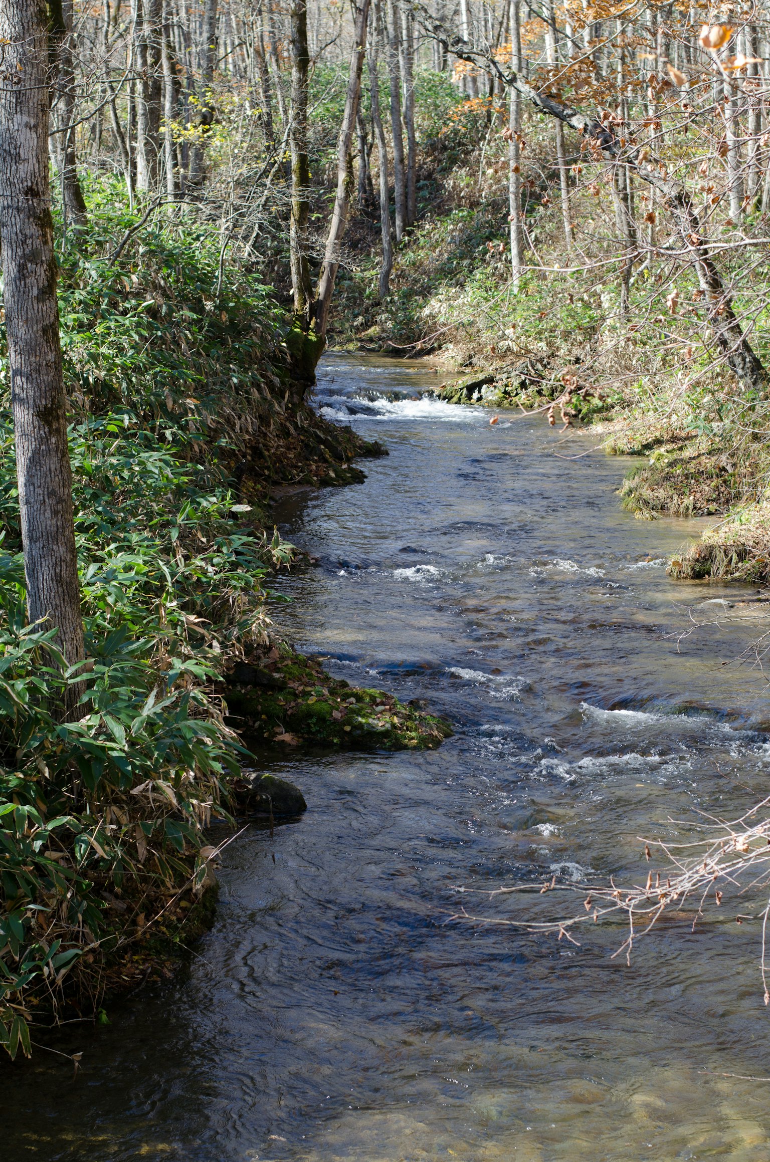 Un ruisseau tranquille coule à travers une verdure luxuriante et des arbres