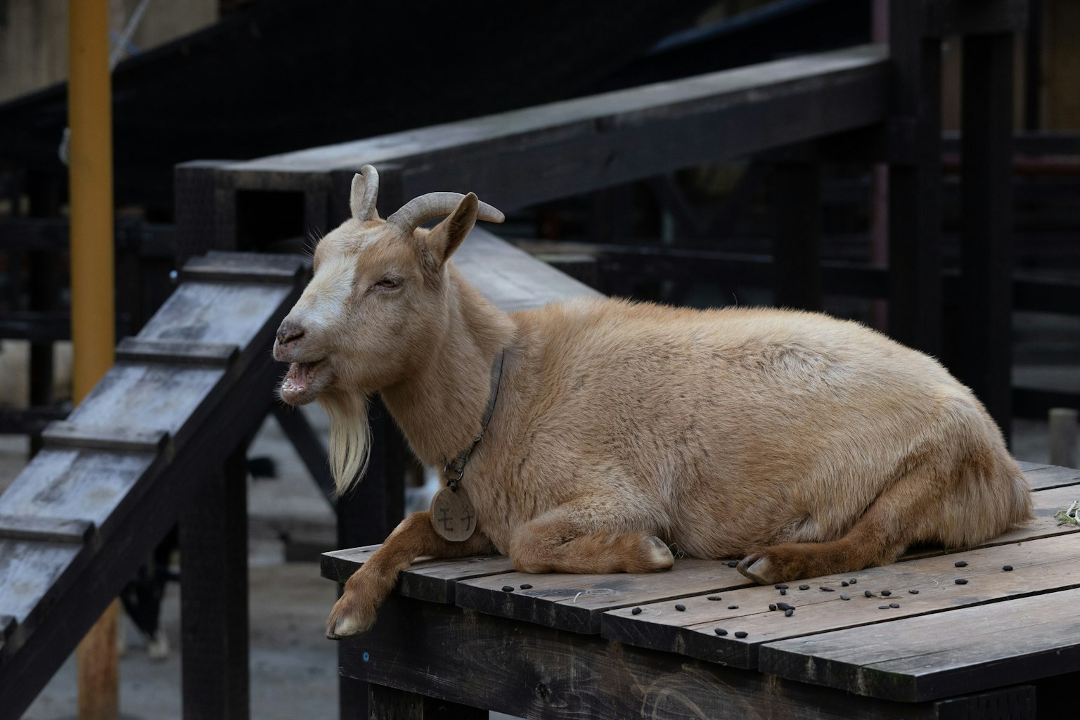 Eine braune Ziege, die auf einer Holzplattform ruht