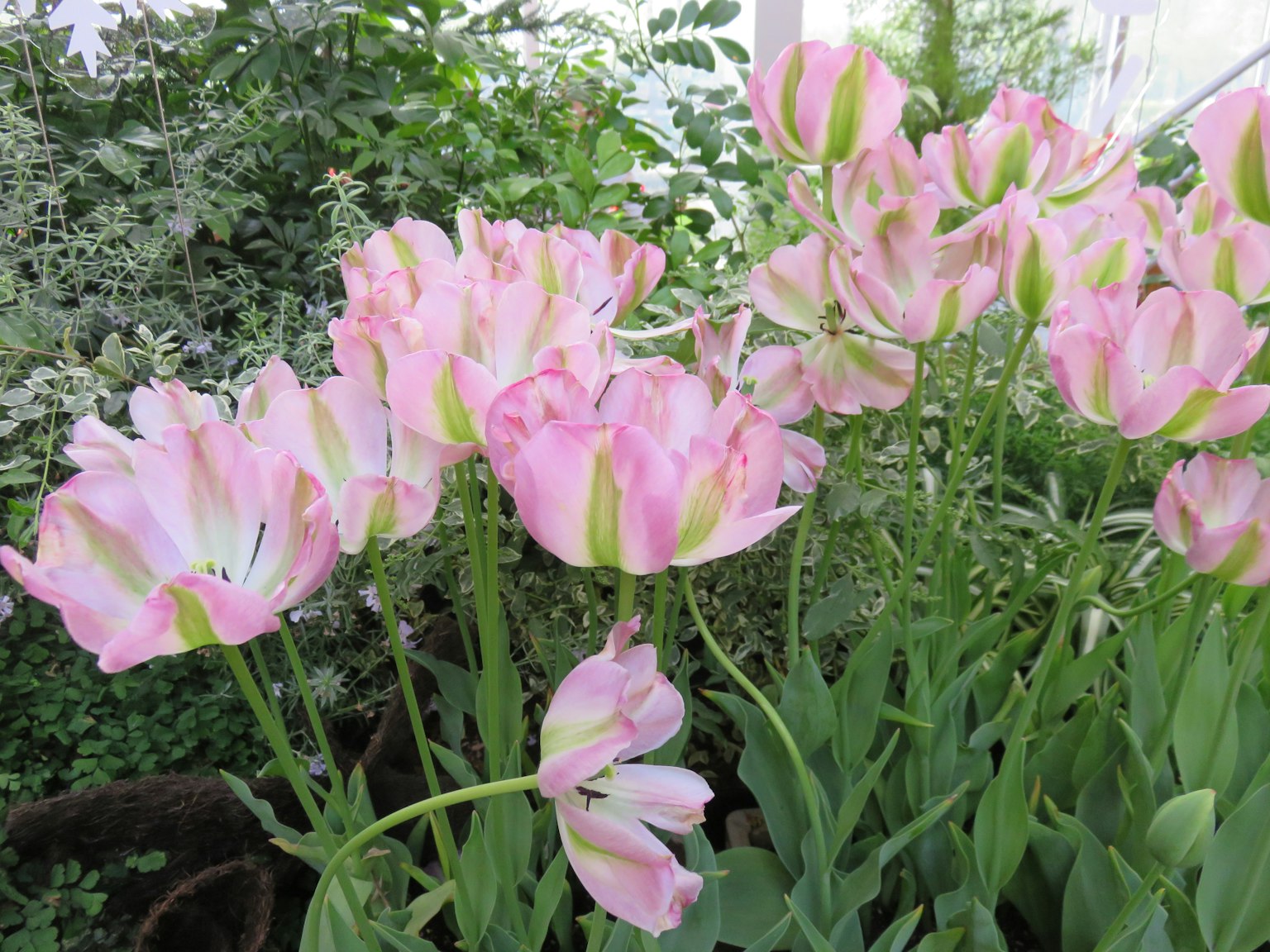 Scène de jardin magnifique avec des tulipes roses pâles et un feuillage vert