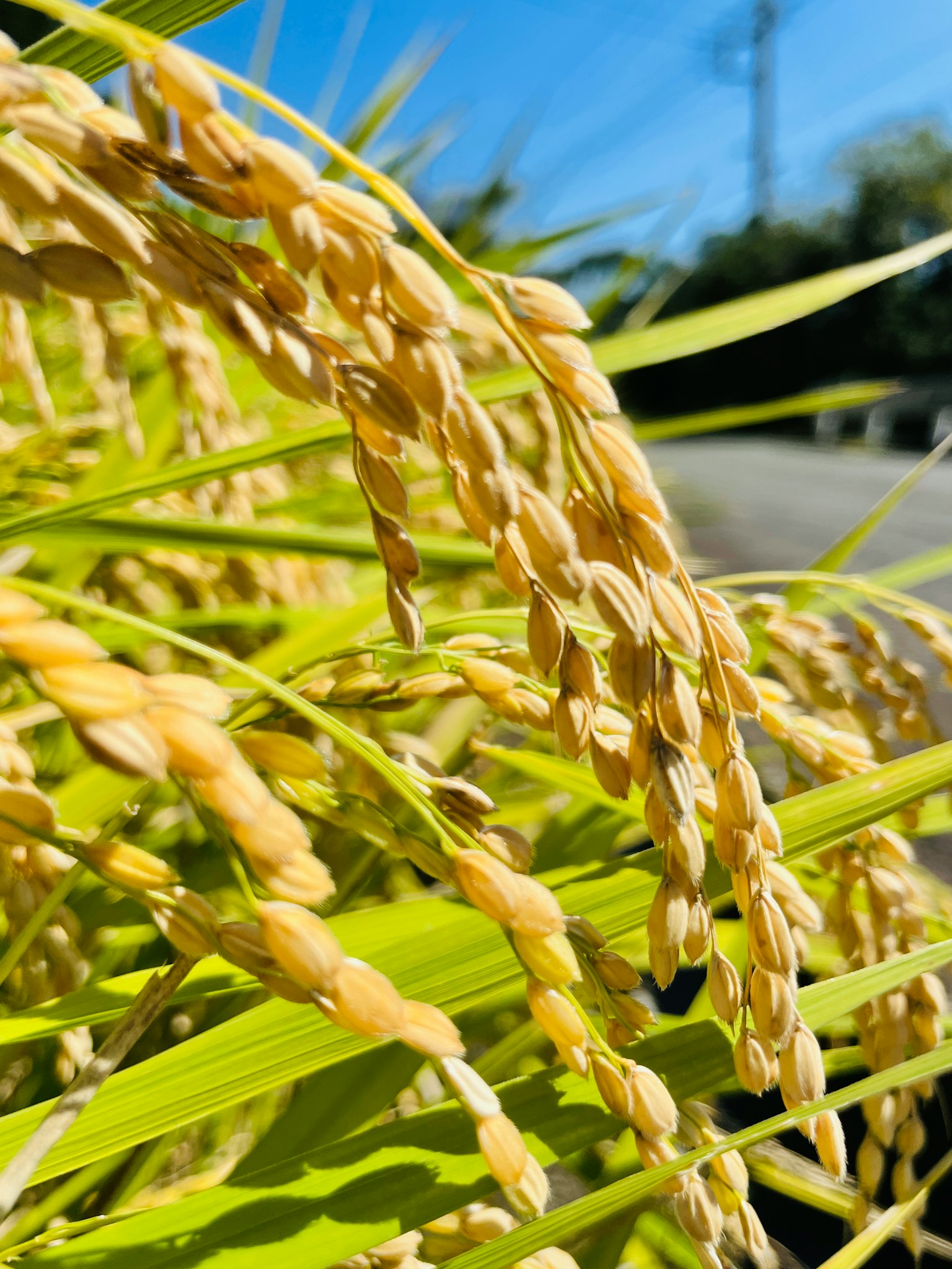 Épis de riz dorés suspendus sous un ciel bleu