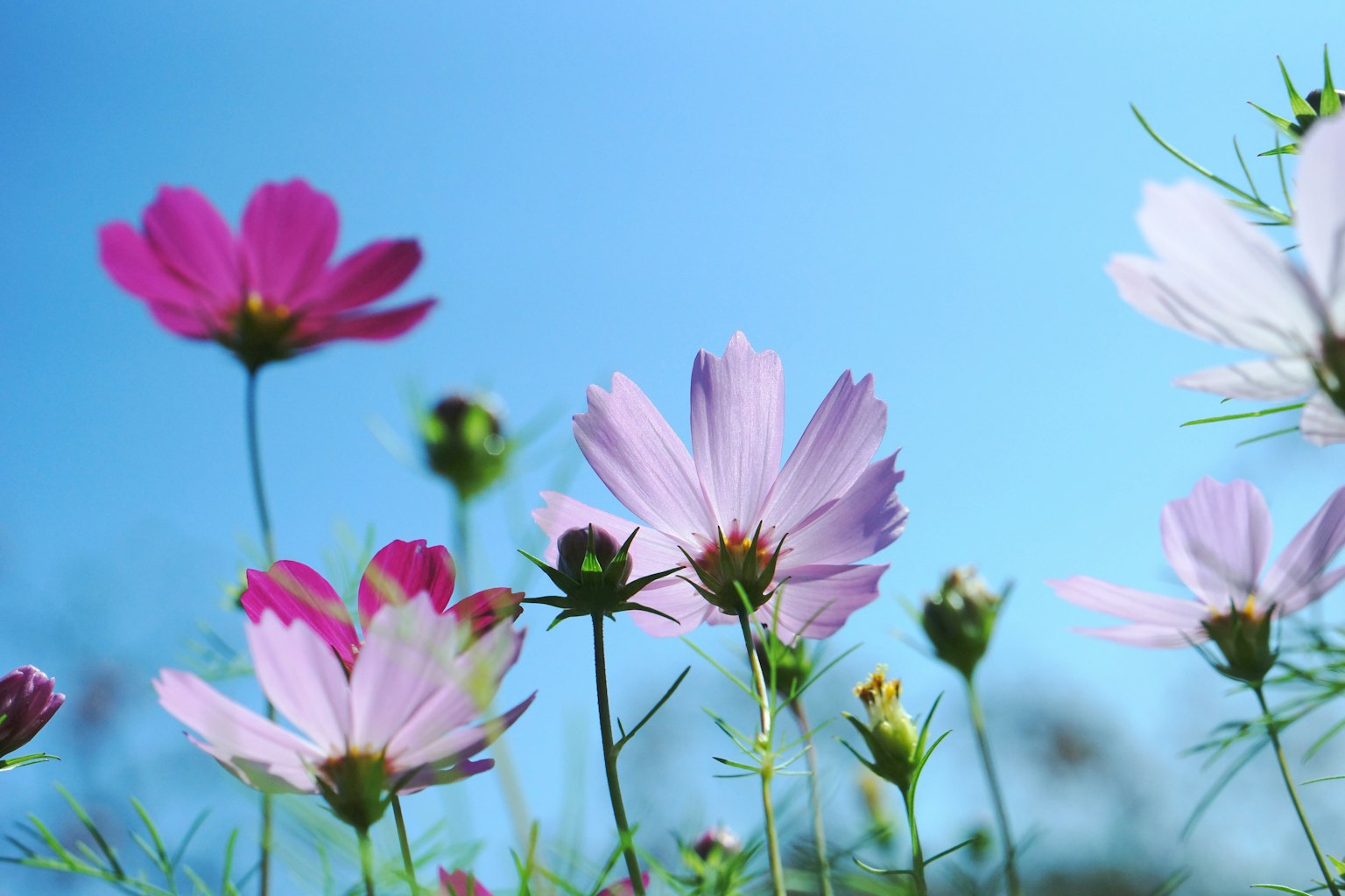 Flores de cosmos coloridas floreciendo bajo un cielo azul