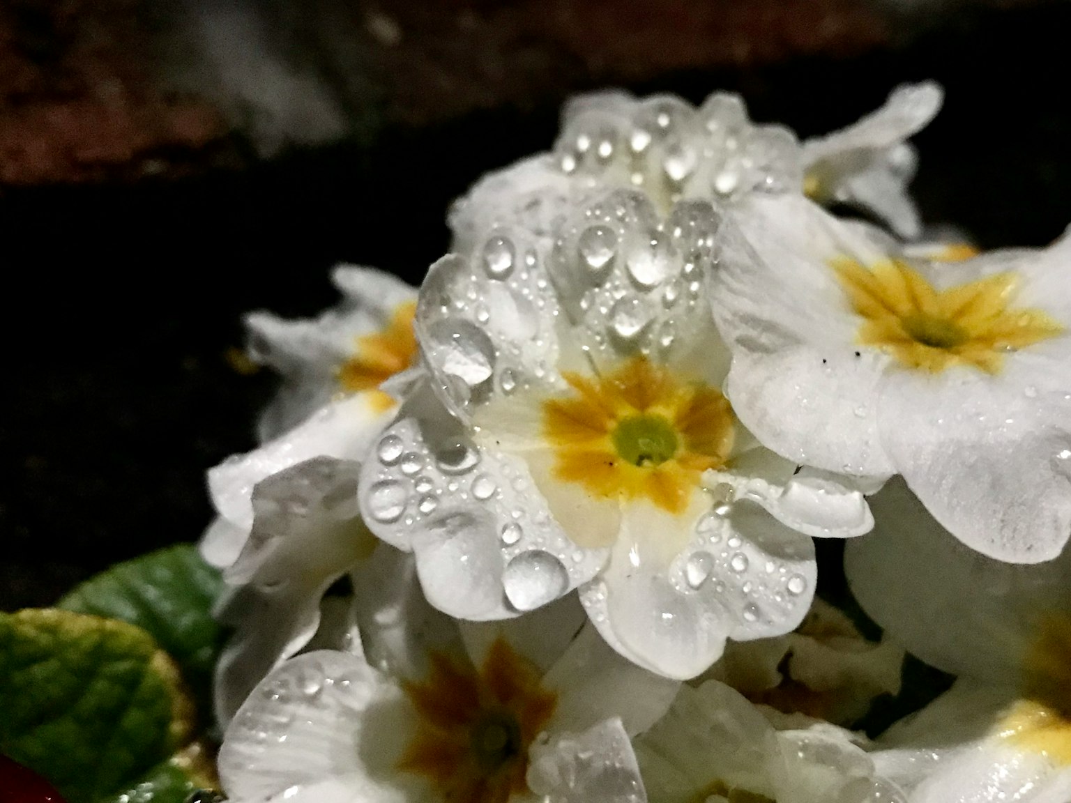 Fleurs blanches avec des centres jaunes et des gouttes d'eau