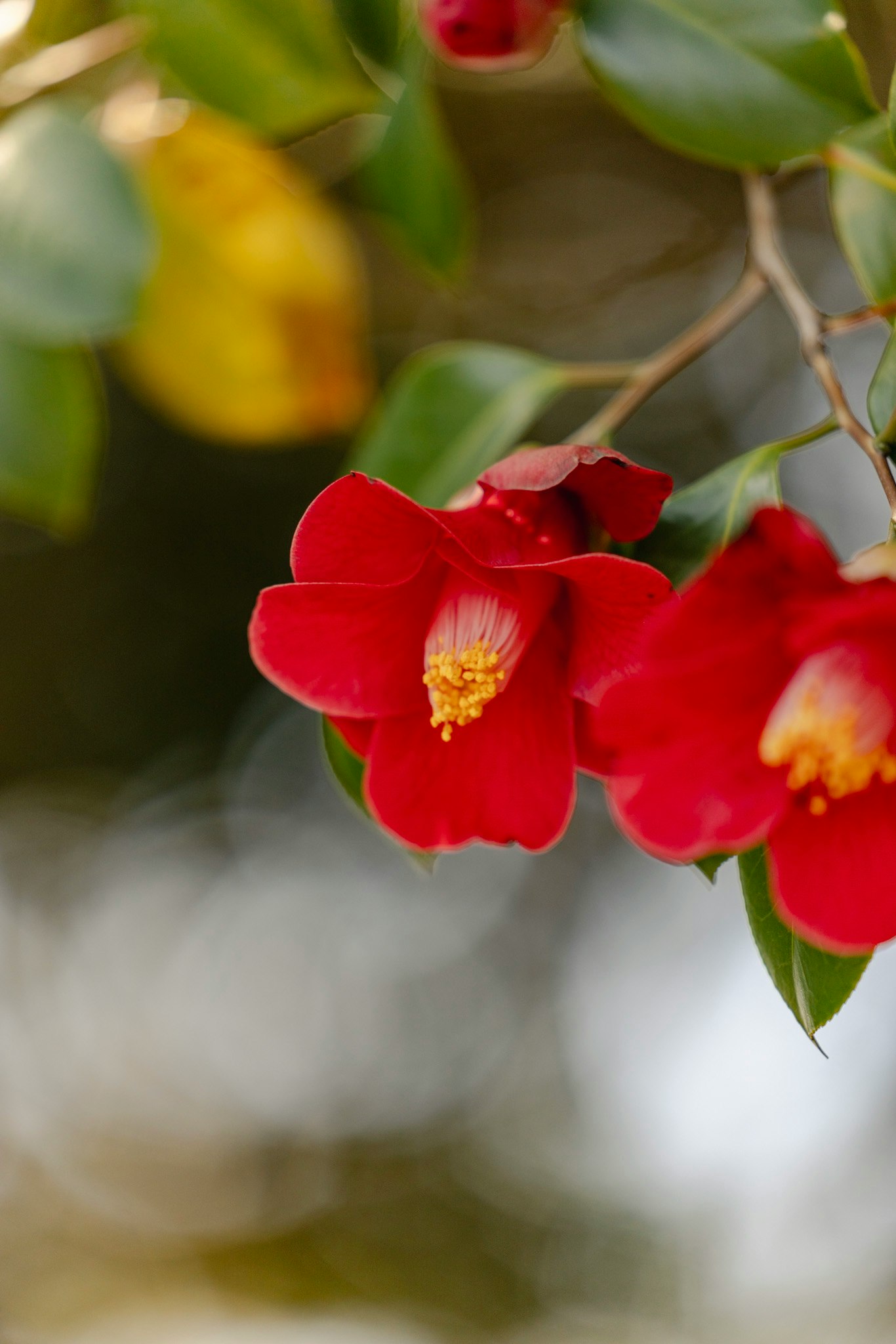 primo piano di fiori di camelia rossi e foglie