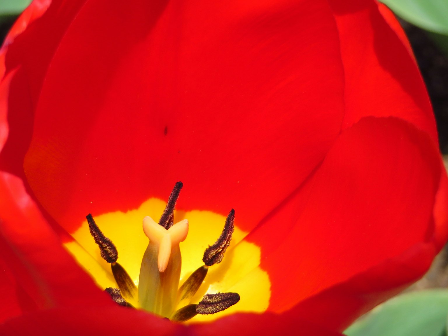 Gros plan d'une fleur de tulipe rouge avec pistil et étamines jaunes
