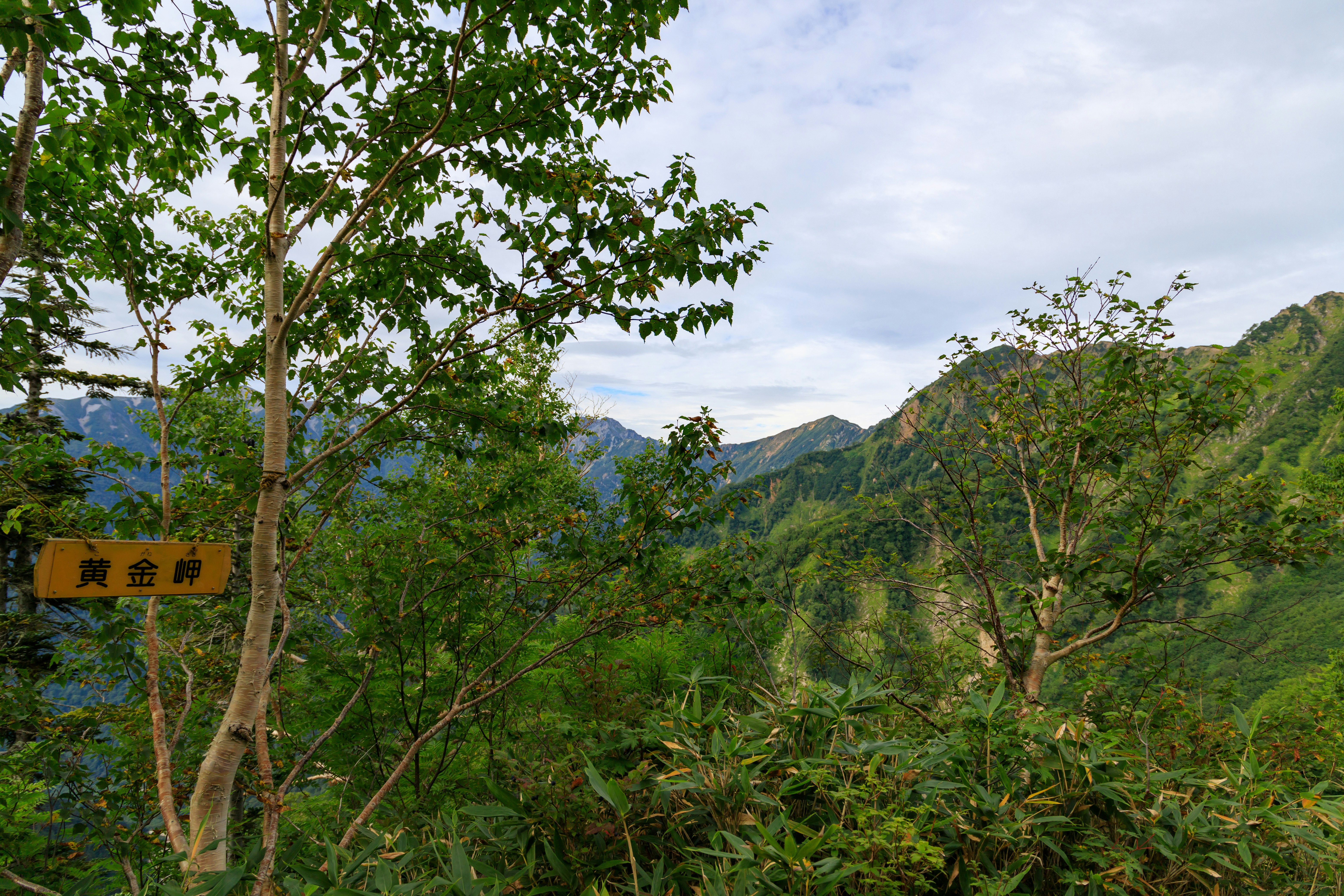 緑の木々と山並みが広がる自然の風景