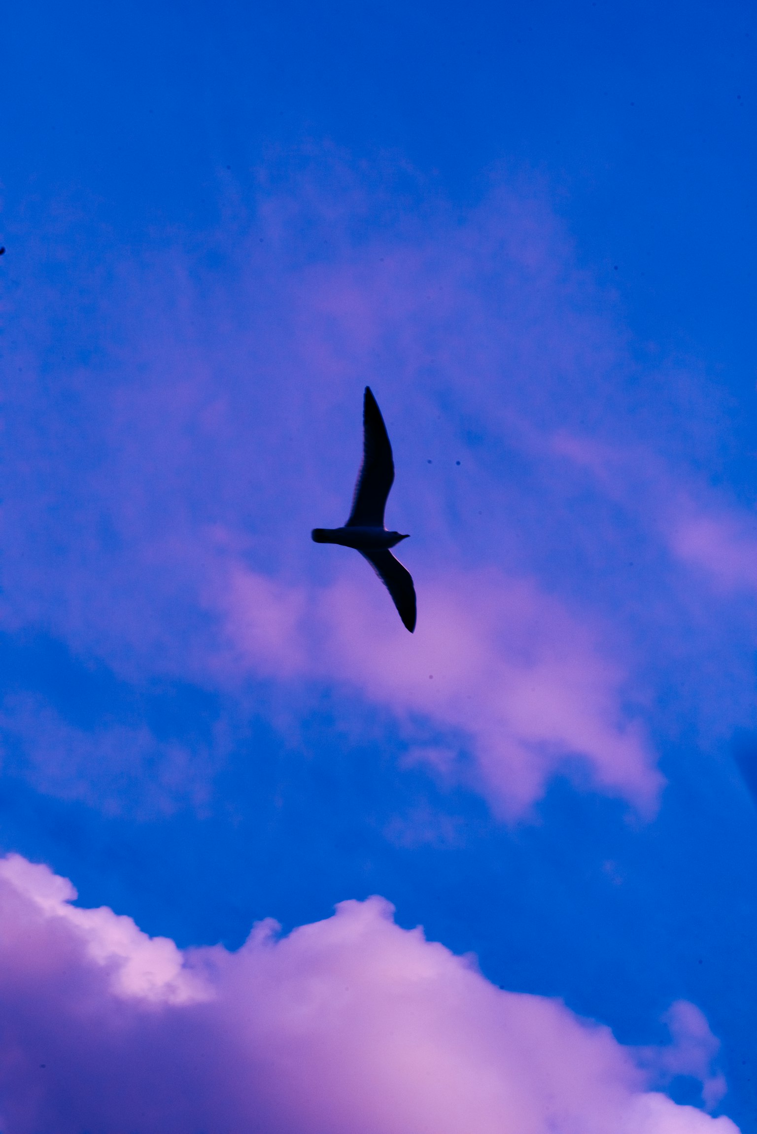 Bird flying against a blue and purple sky