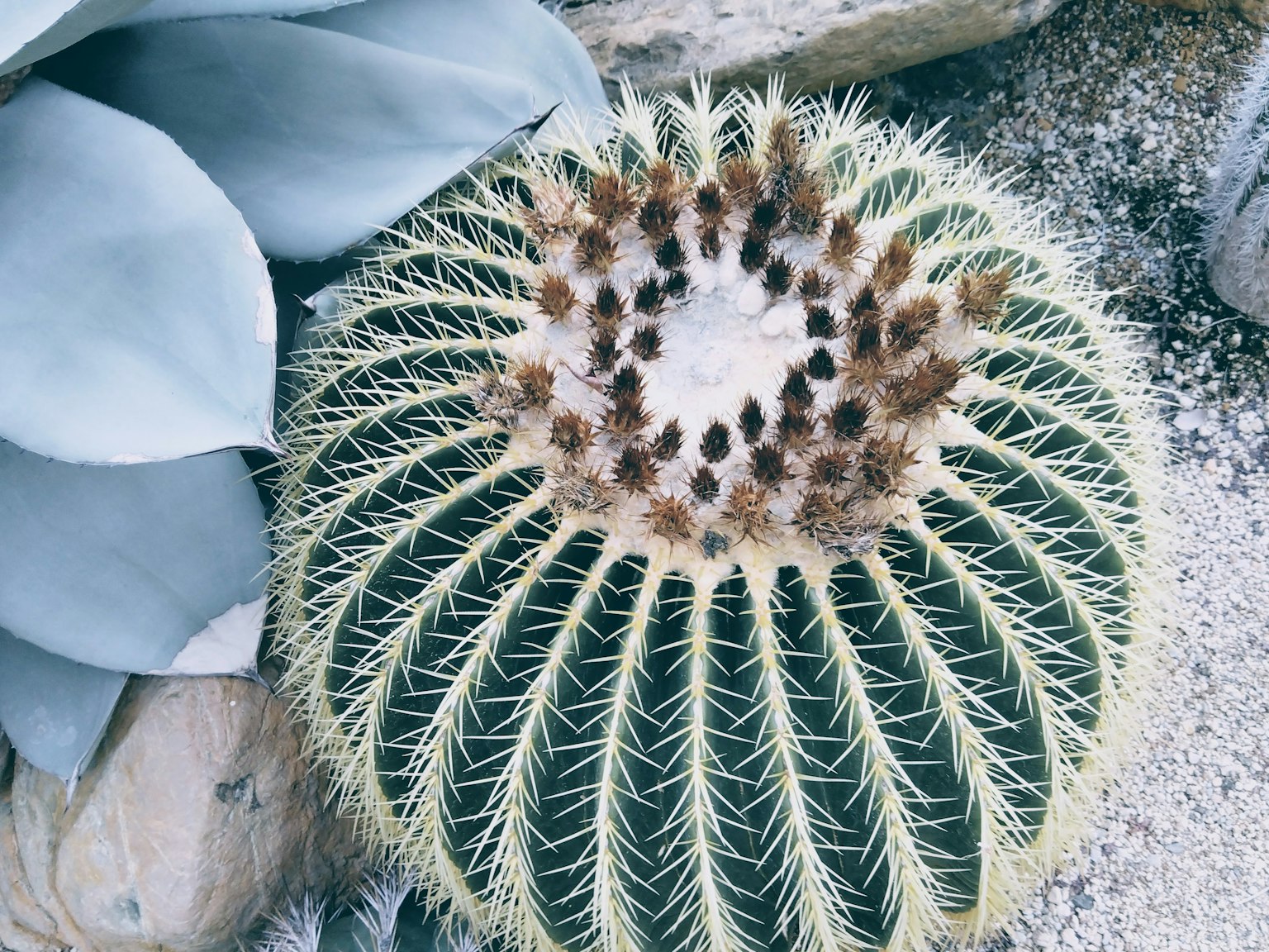 Image détaillée du sommet d'un cactus magnifique avec des épines vertes et un design circulaire