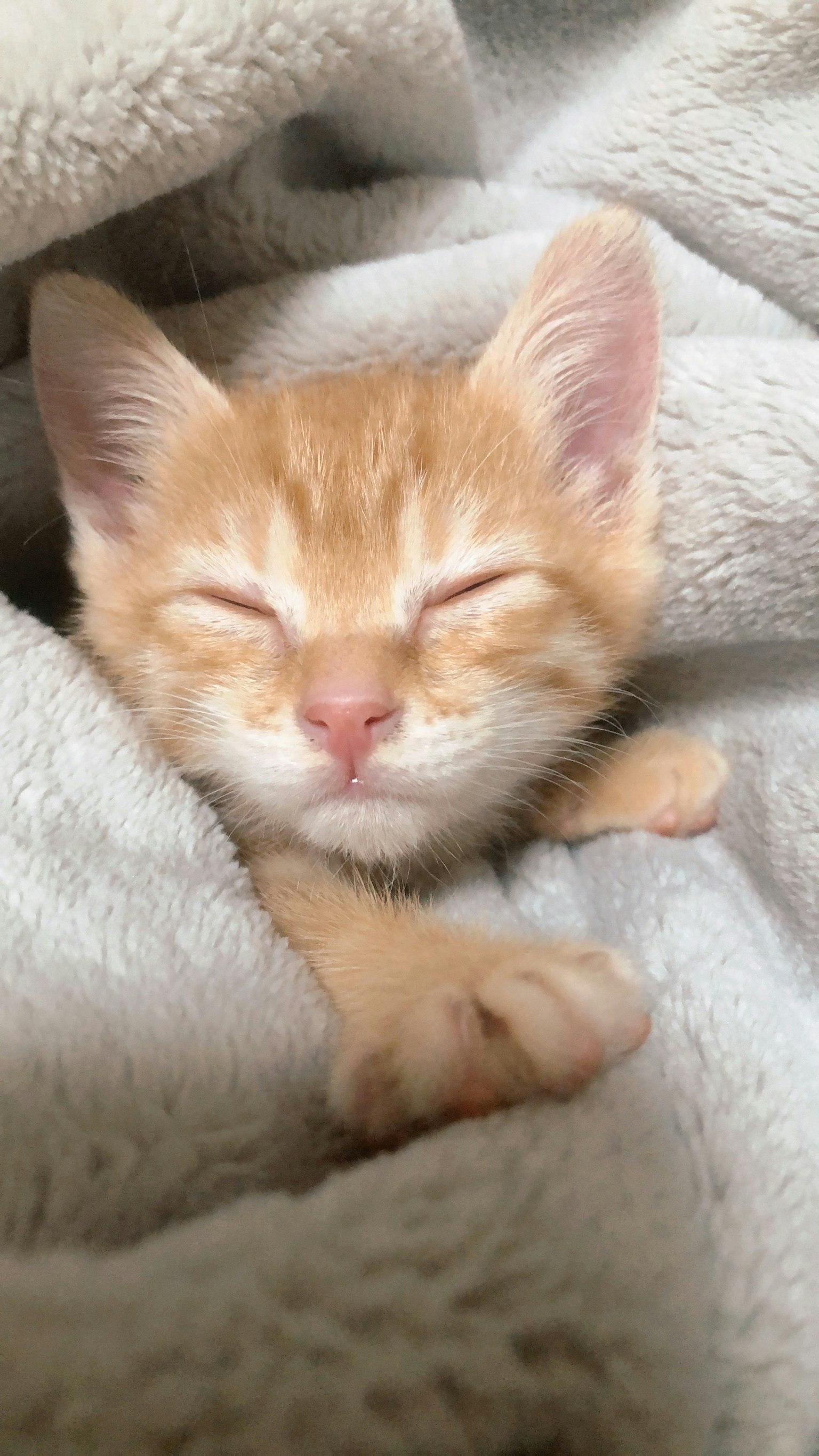 Chaton orange endormi enveloppé dans une douce couverture