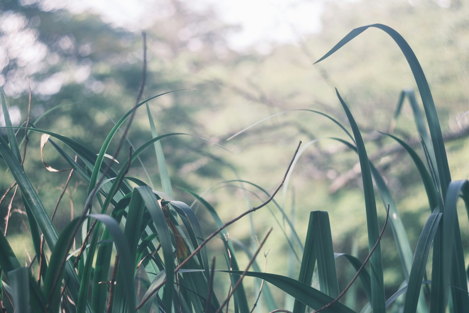 Primer plano de hierba verde exuberante con fondo desenfocado