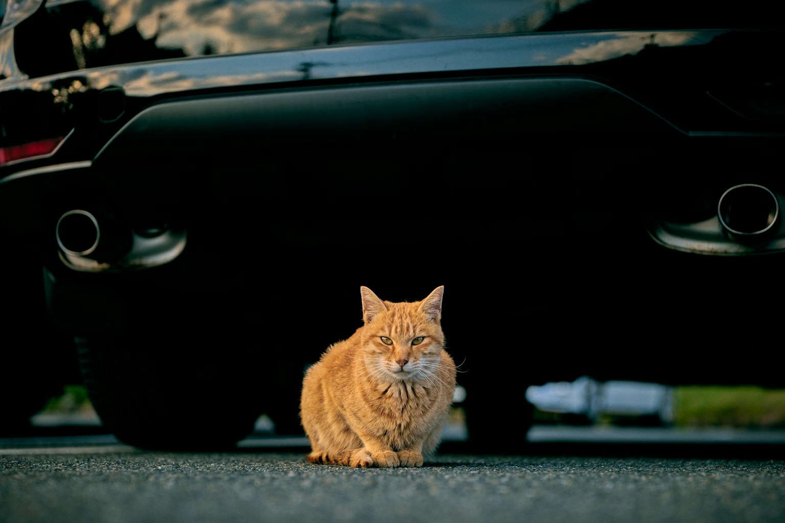 Gato naranja sentado debajo de un coche negro