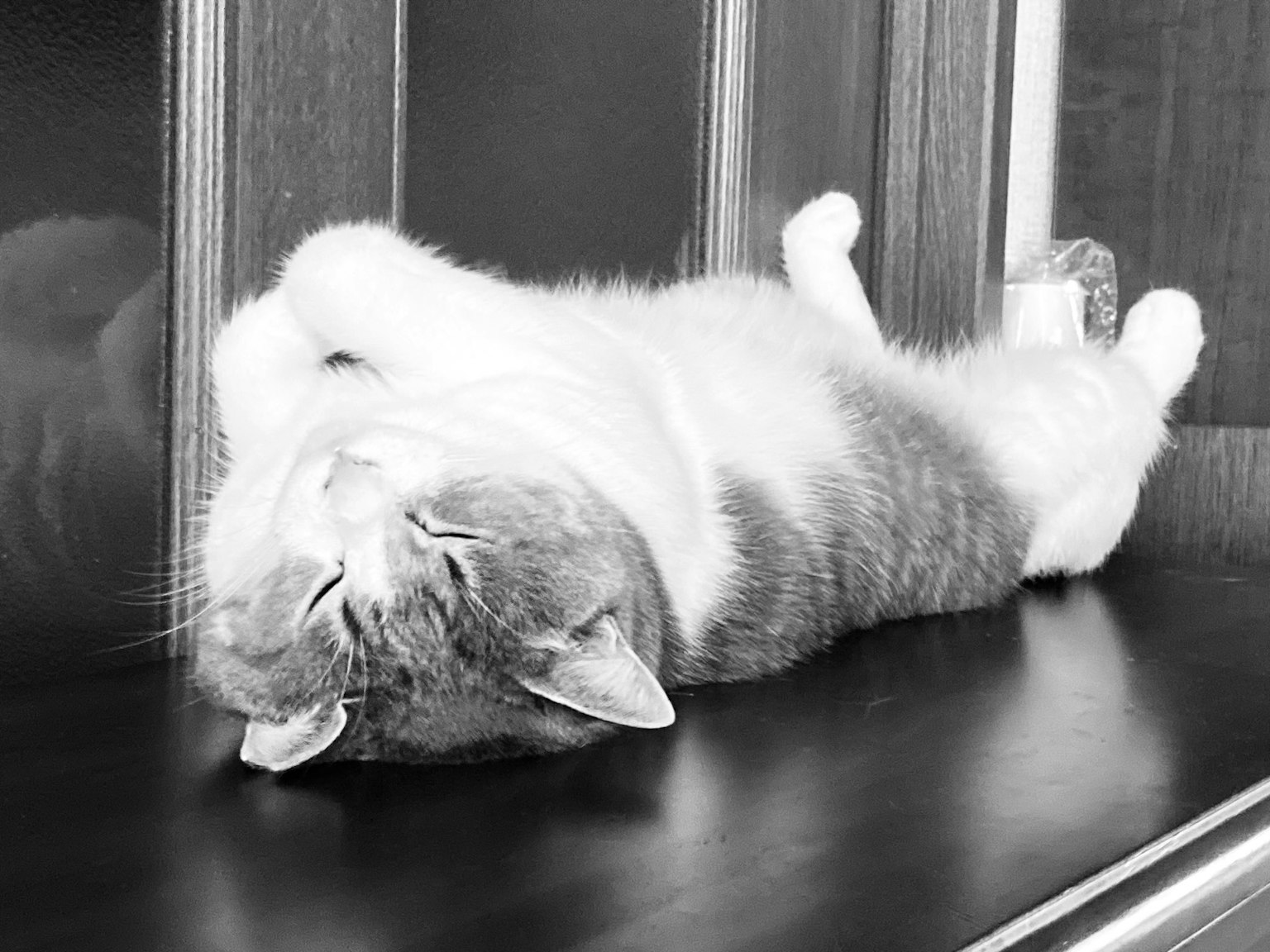 Un gatto grigio e bianco sdraiato rilassato su una superficie