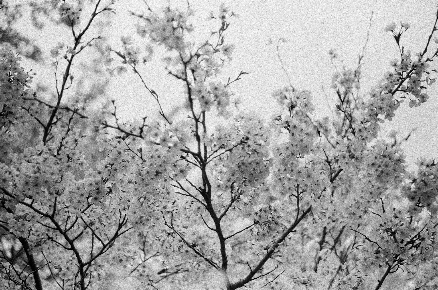 Gambar hitam putih dari cabang dan kelopak bunga sakura