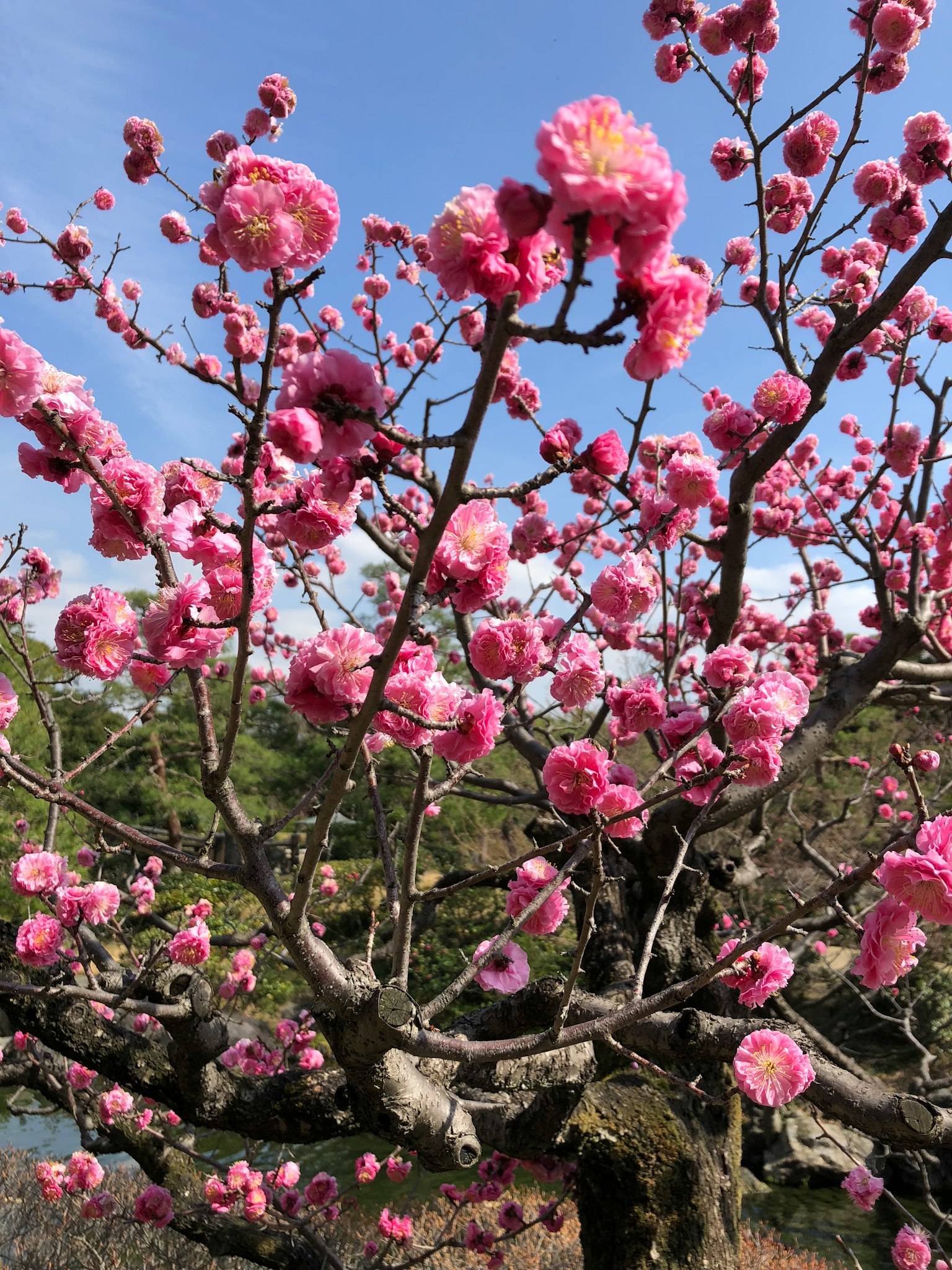 Un bell'albero di prugne con fiori rosa in fiore